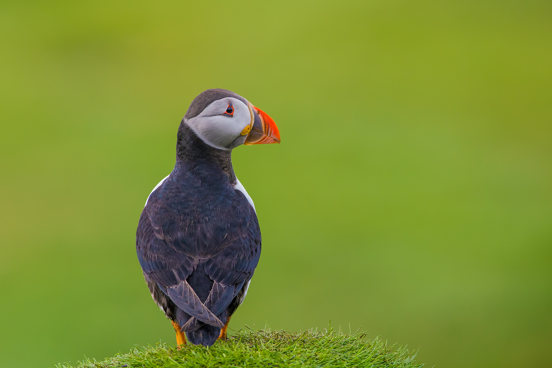 Puffin