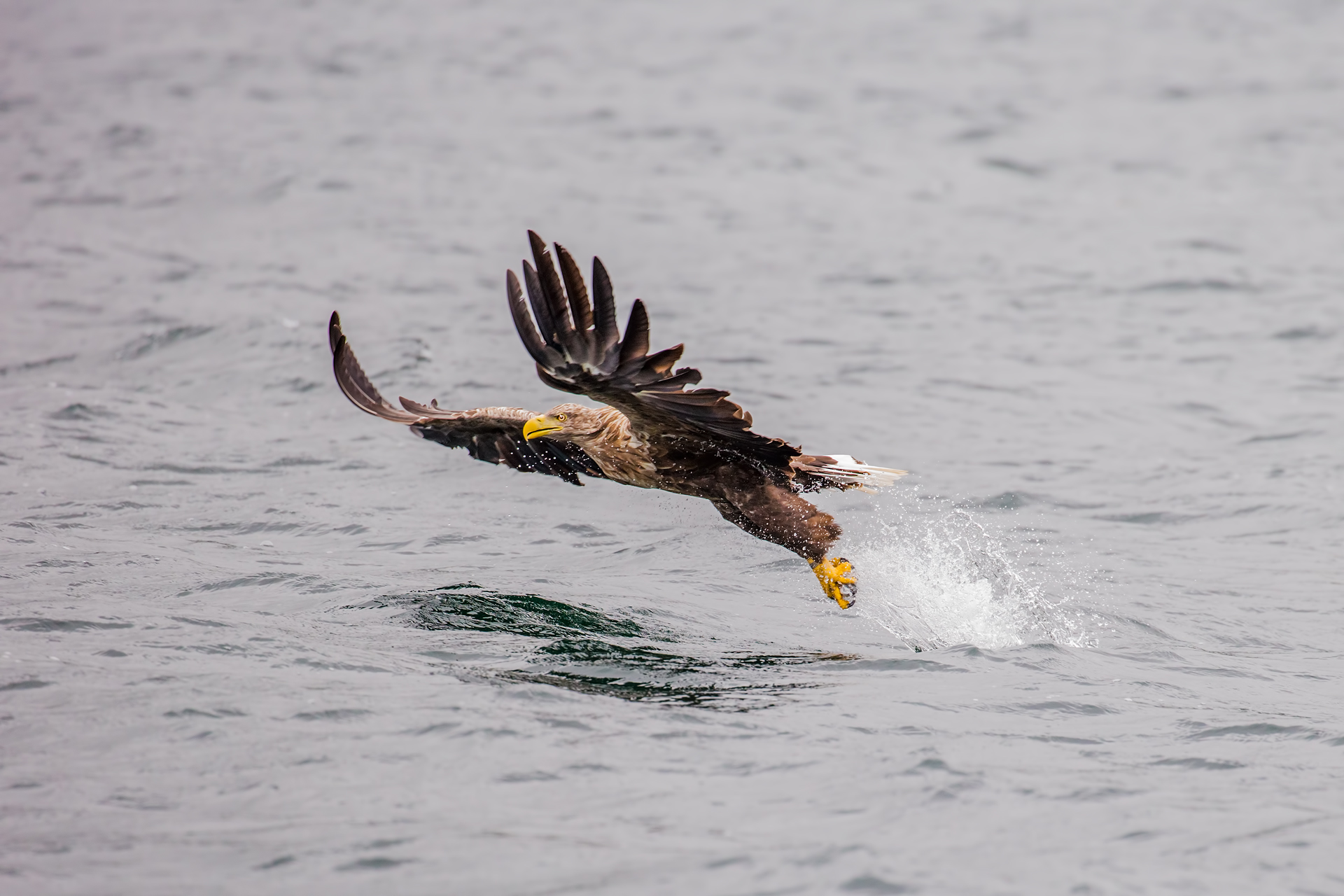 White-tailed eagle