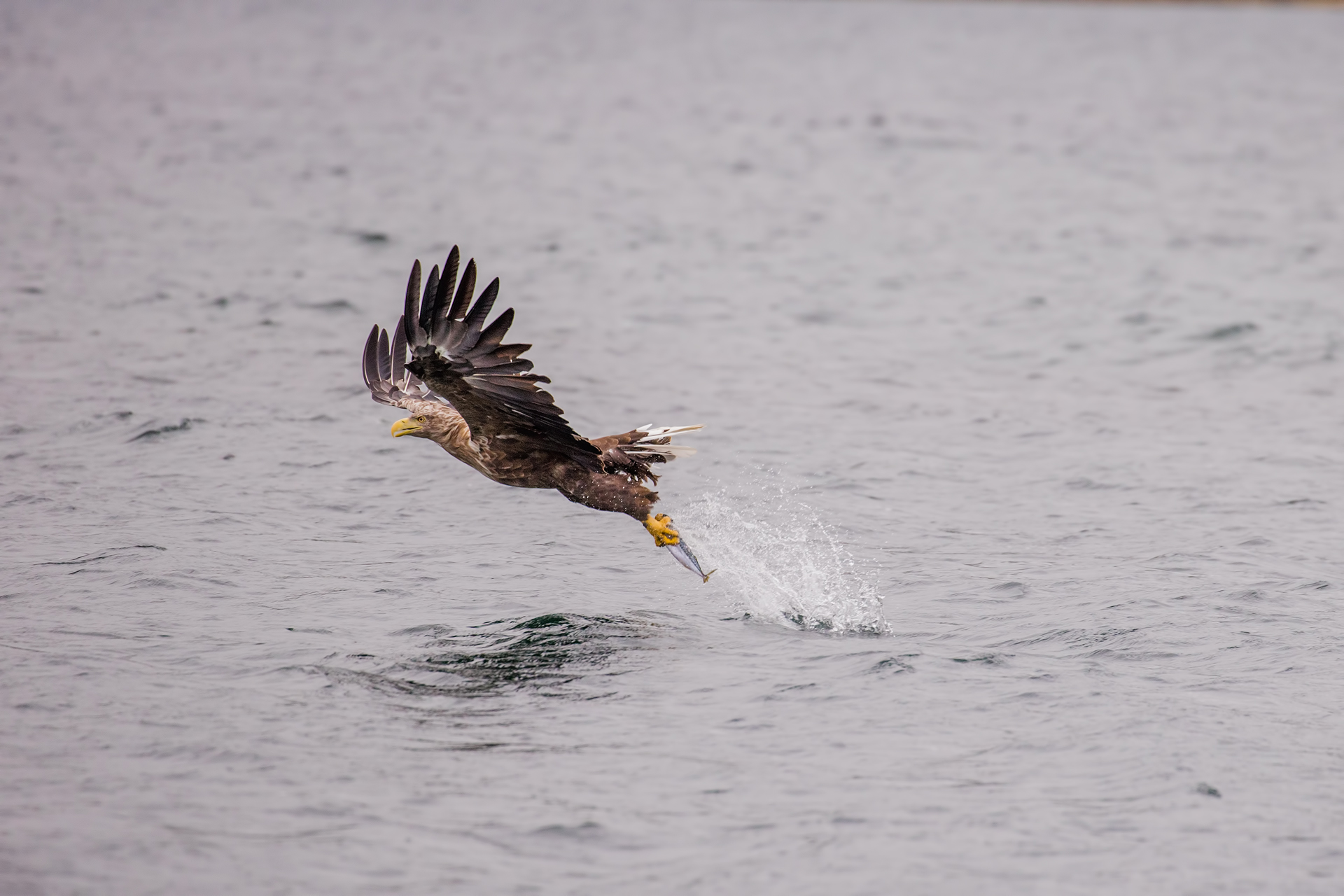 White-tailed eagle