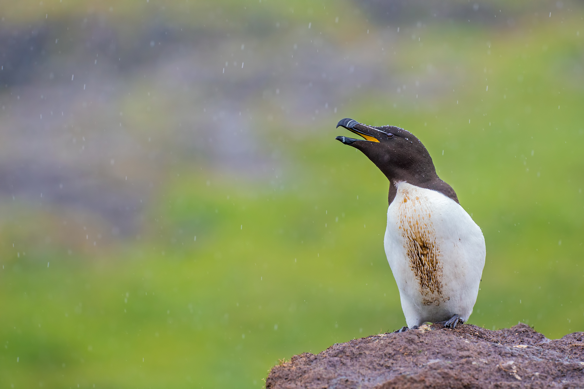 Razorbill