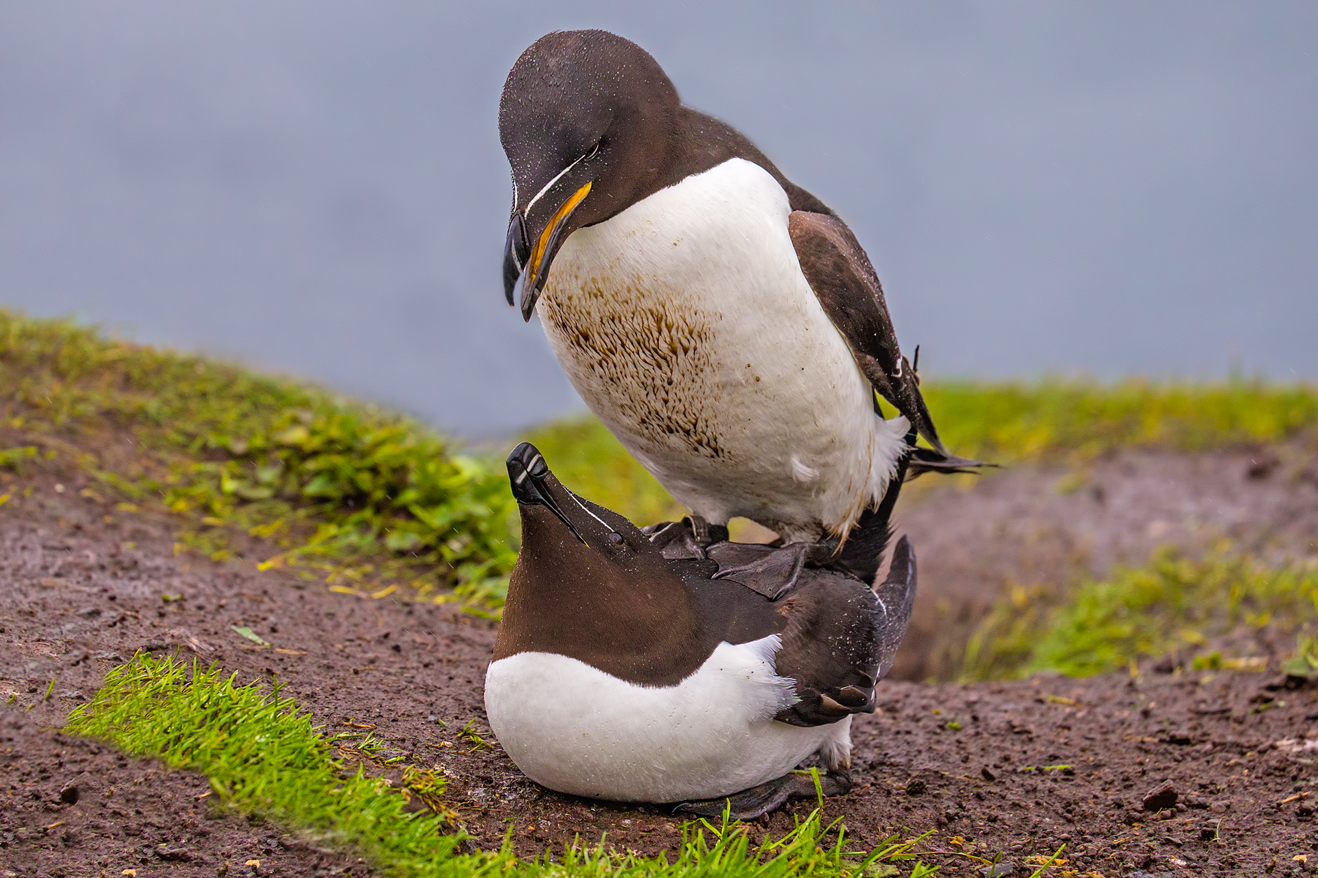 Razorbill