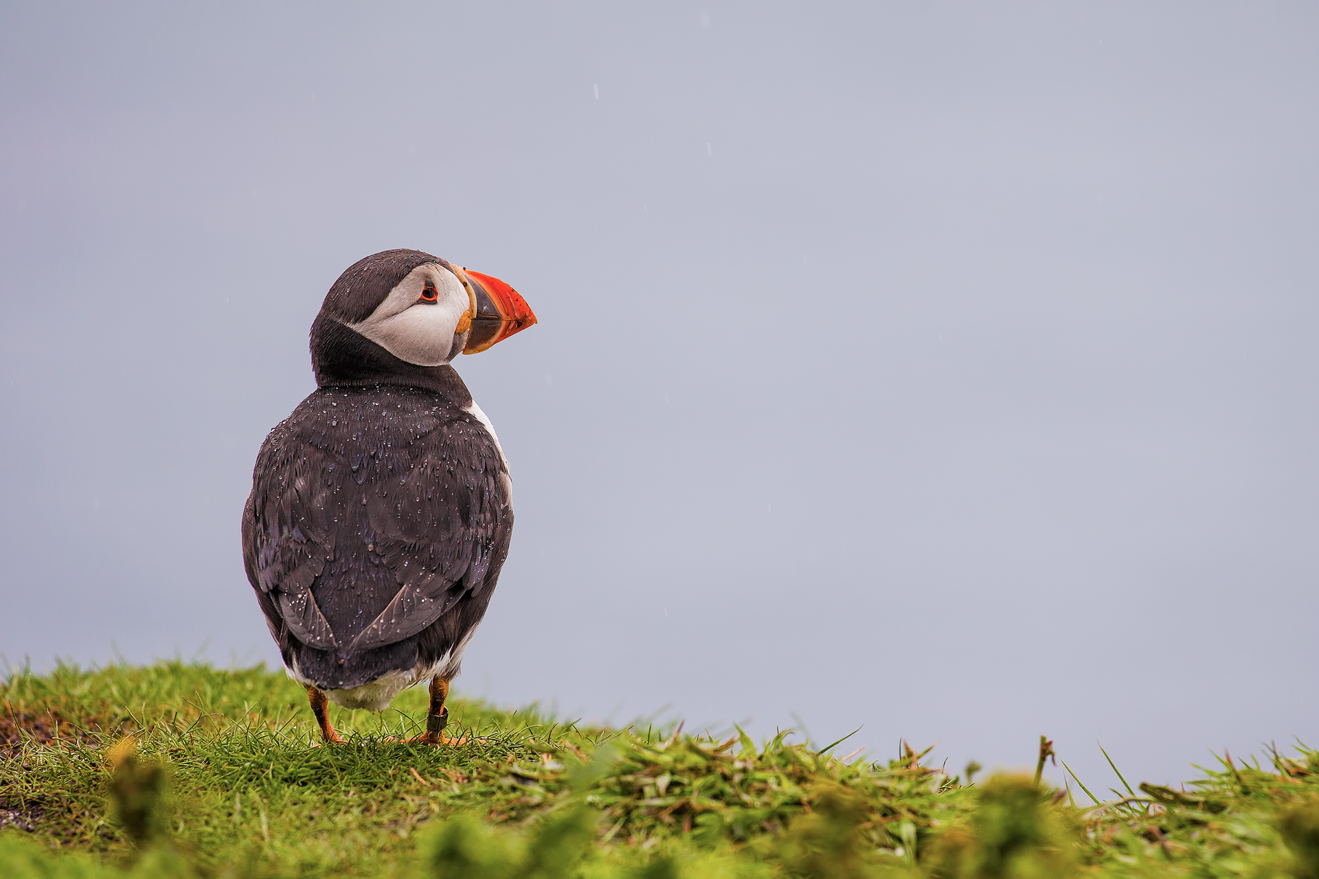 Puffin