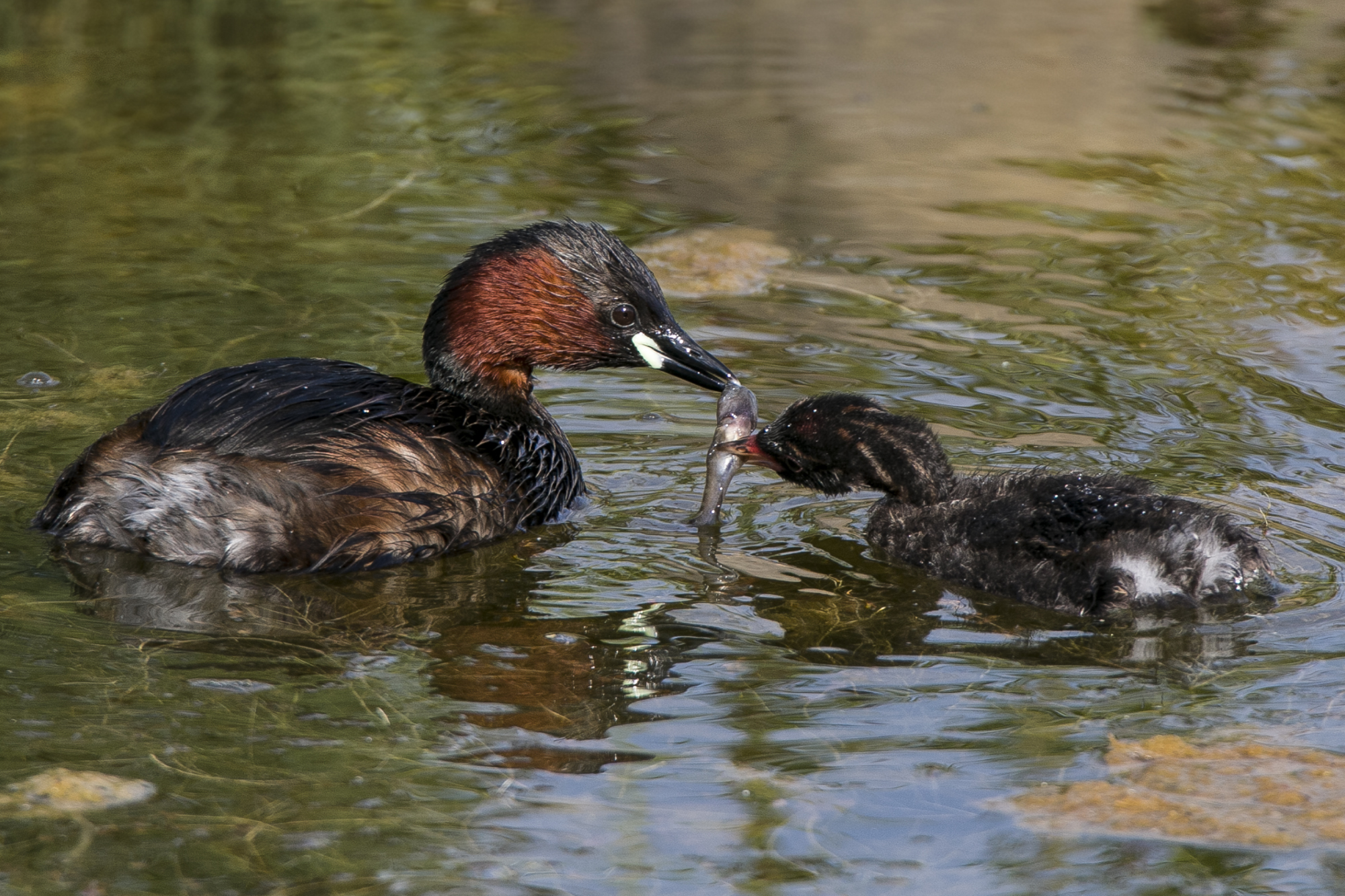 Little Grebe with offspring
