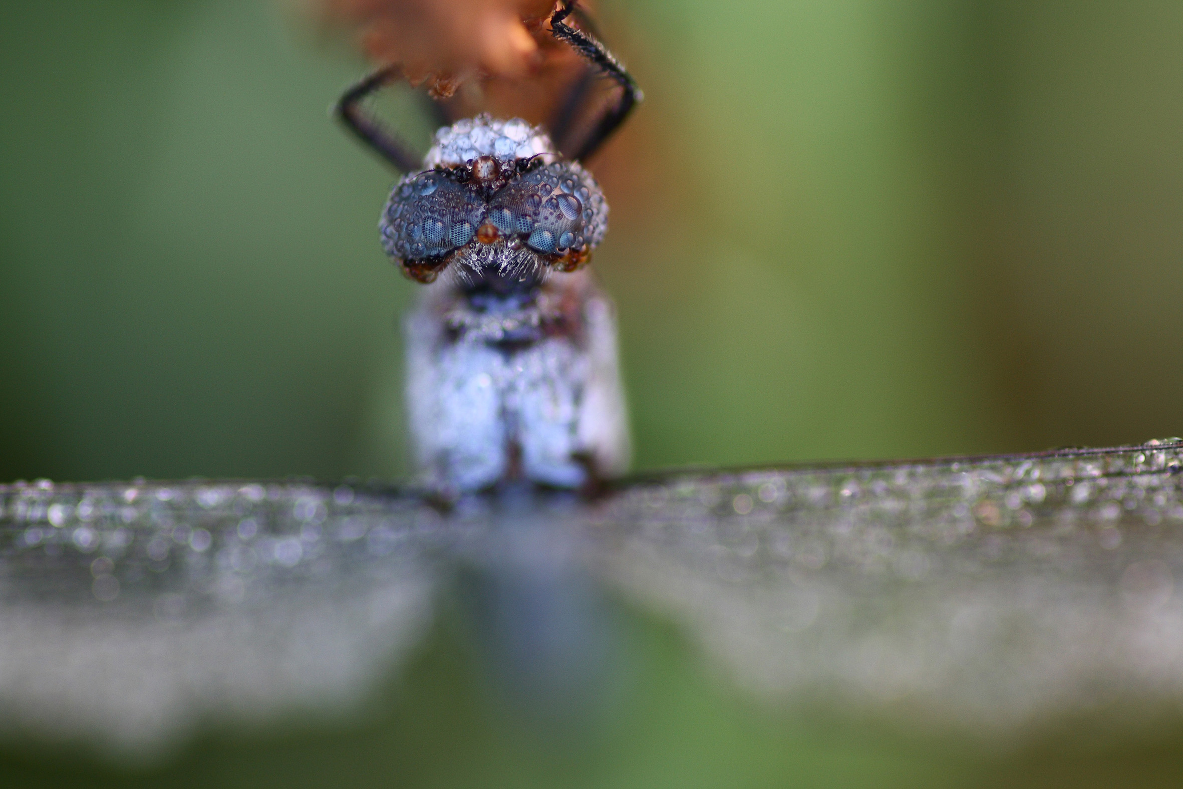 Libellula alternativa