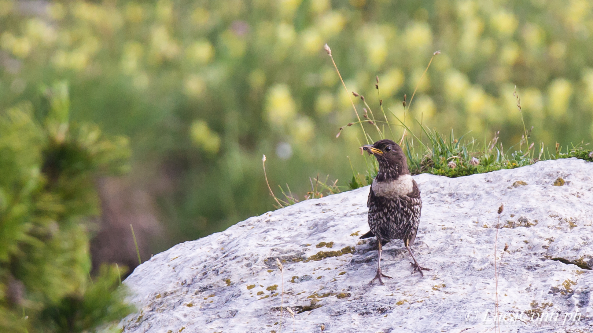Ouzel (valsassina)