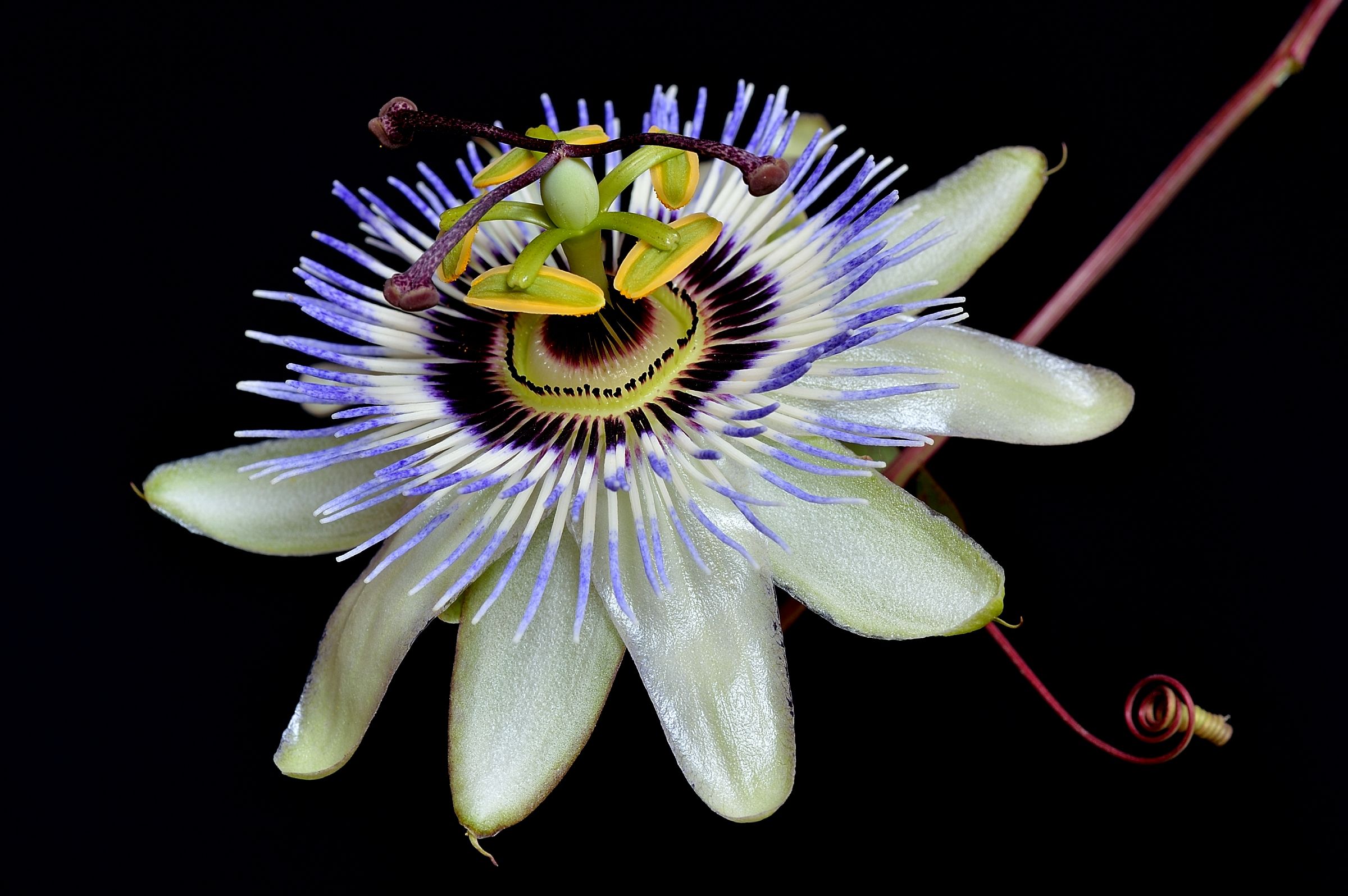Passiflora