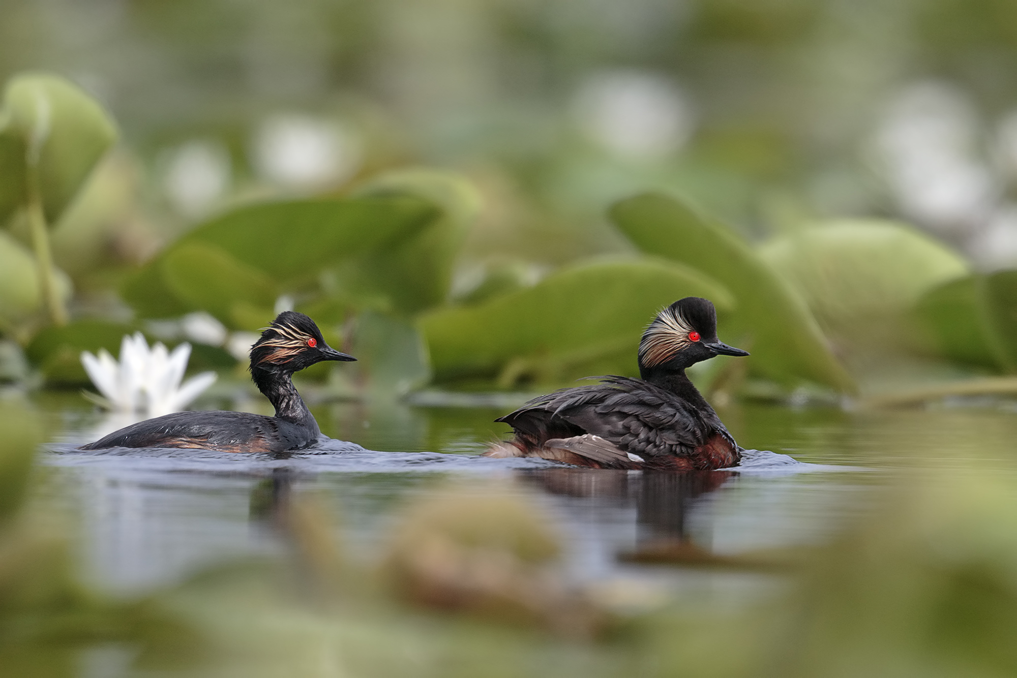 Grebes minori..fra water lilies