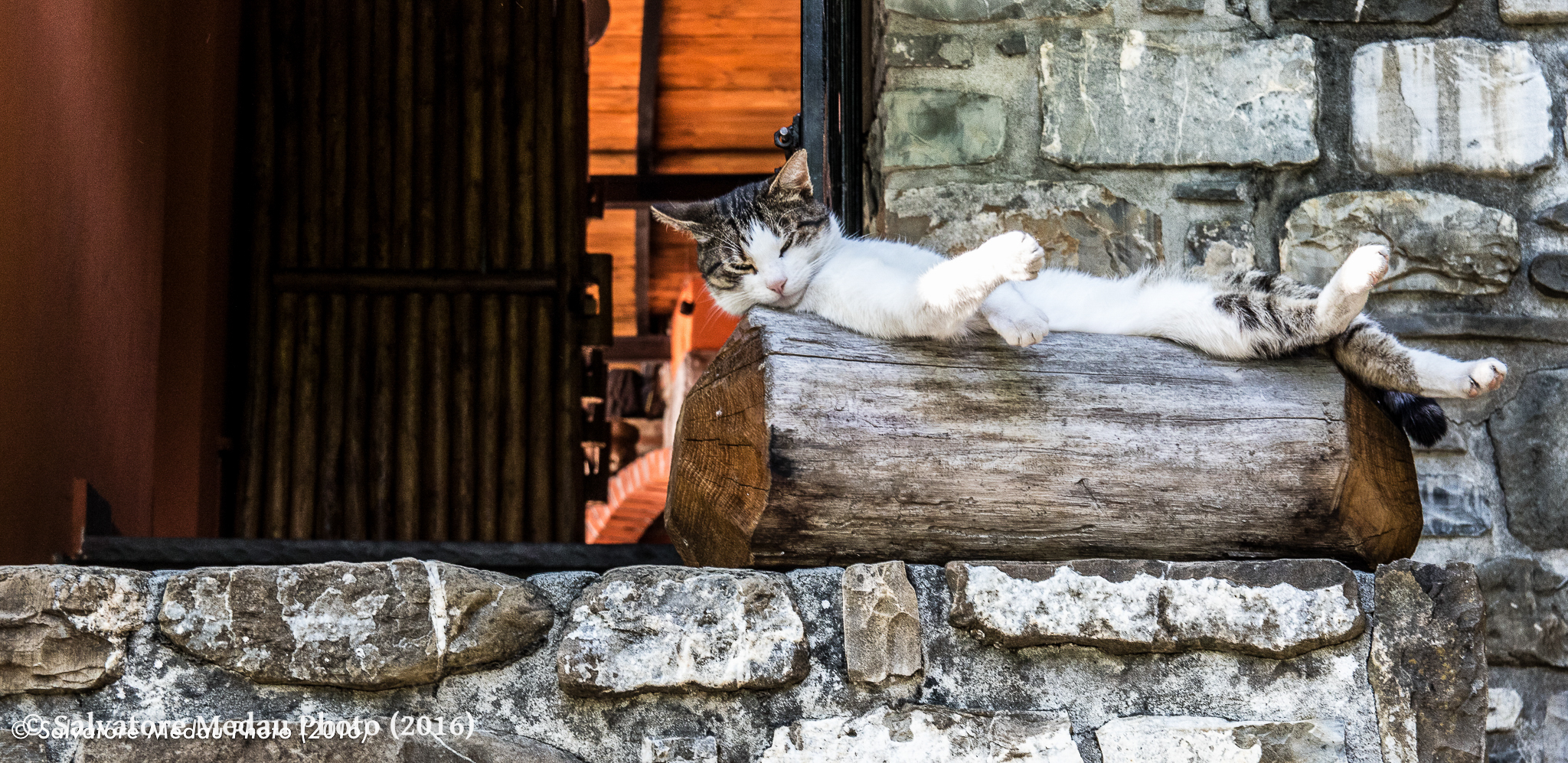 Gatto domestico, in pieno relax !