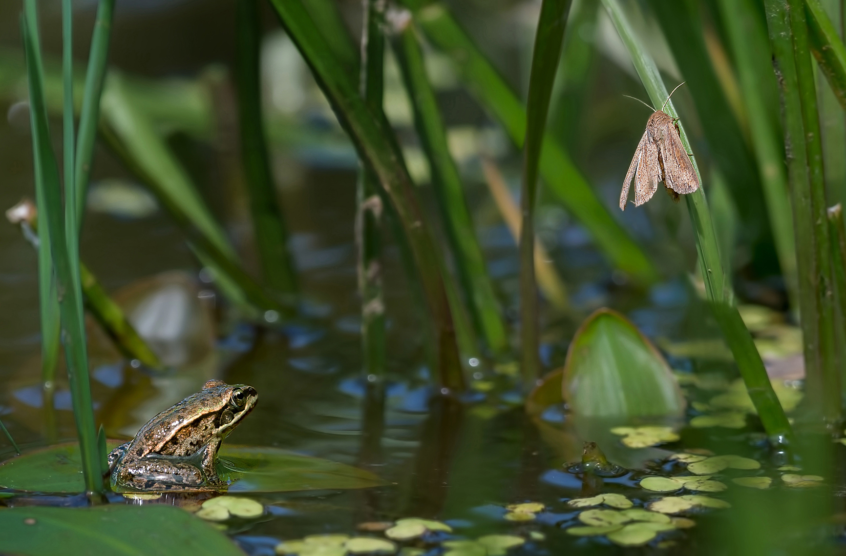 l'oggetto del desiderio