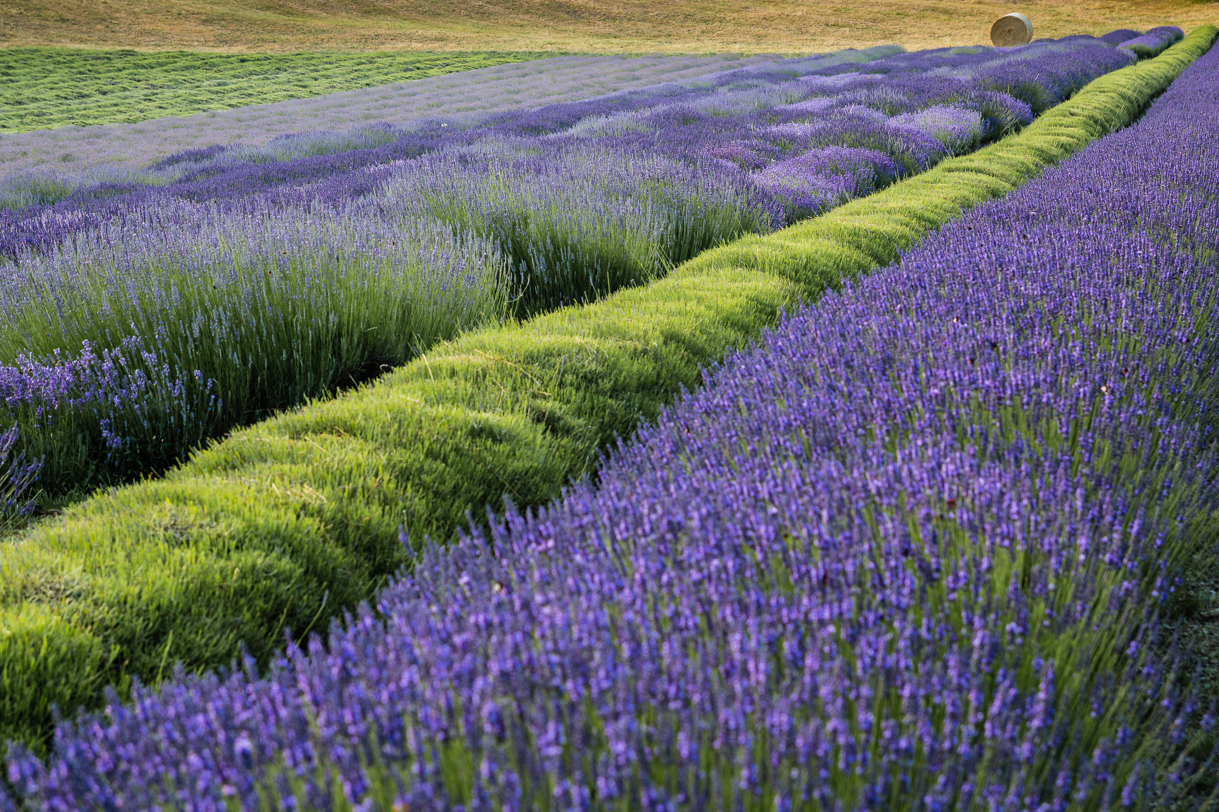 lavanda in appennino