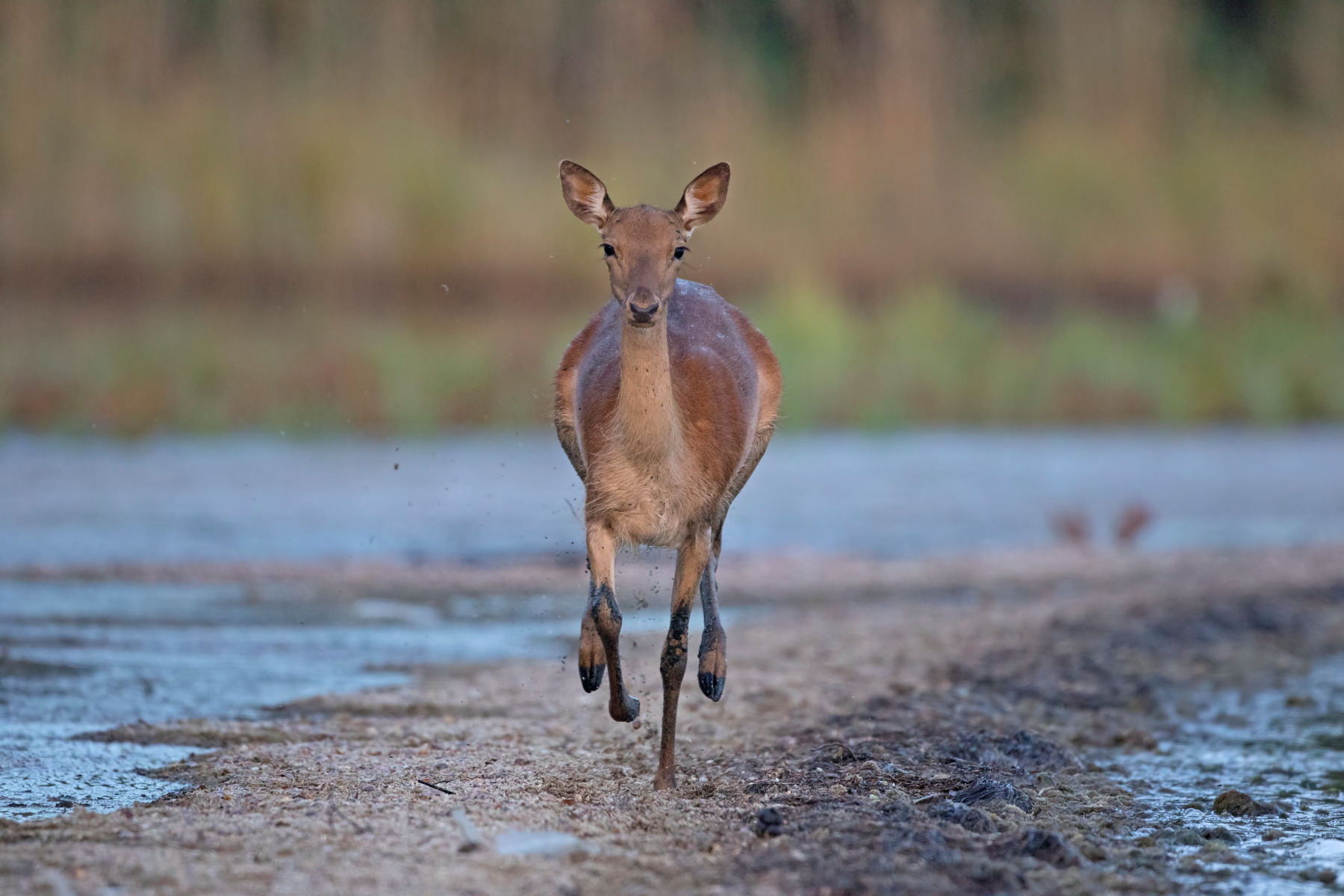 He ran right straight towards me .......