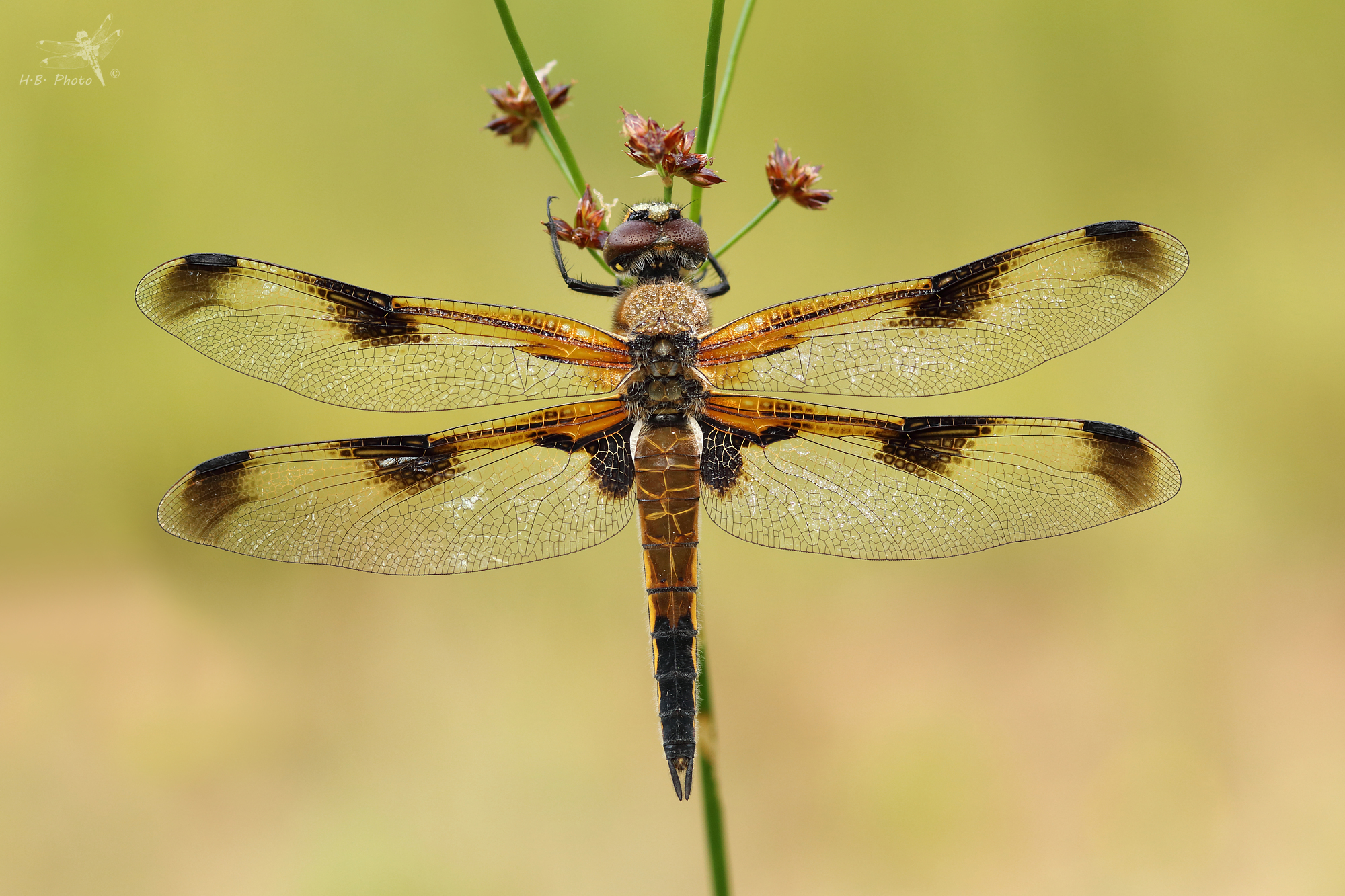 Libellula quadrimacullata, female, form praenubila