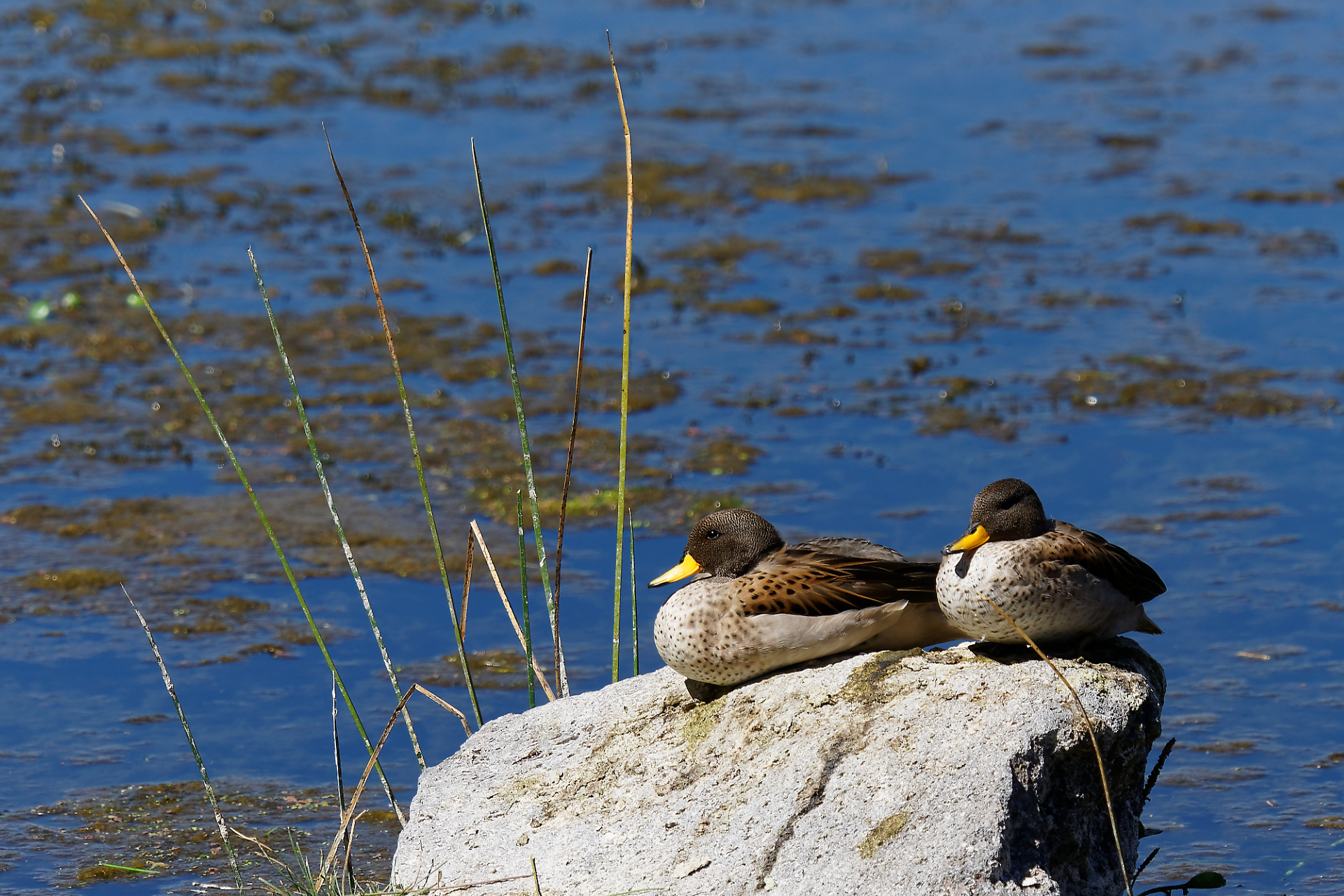 anatre prendere il sole
