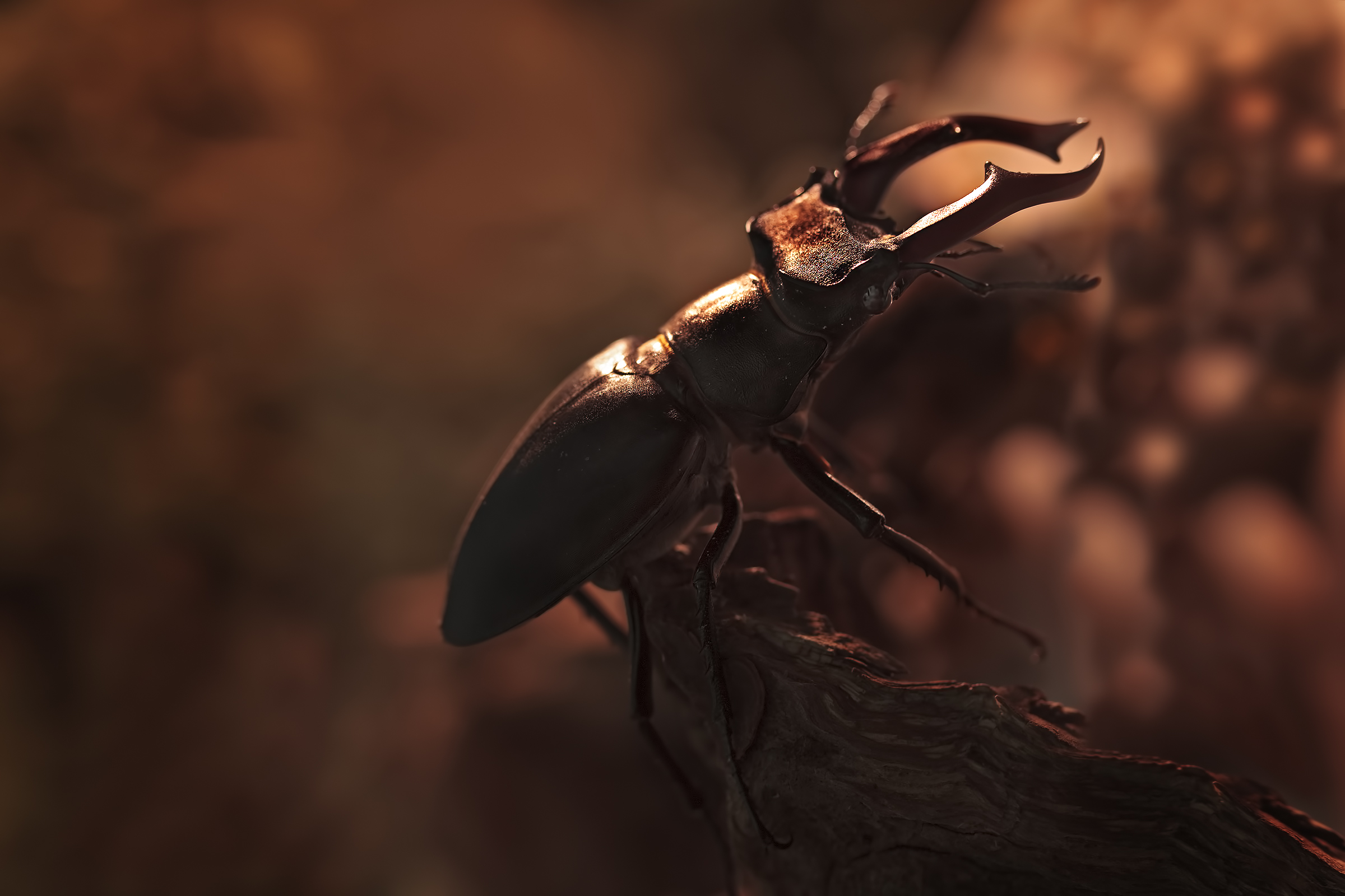 Lucanus cervus Linnaeus, Kite