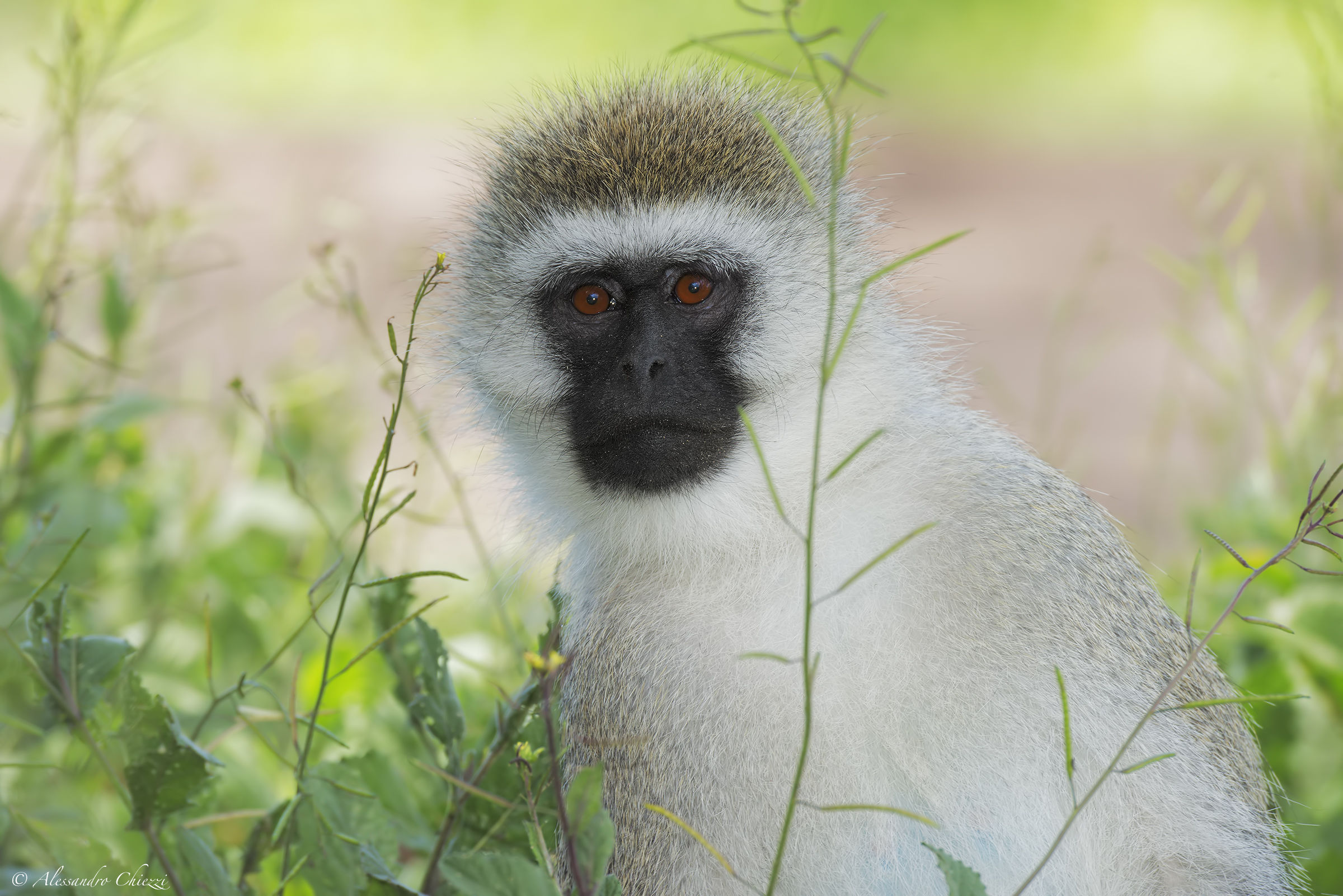 vervet monkey