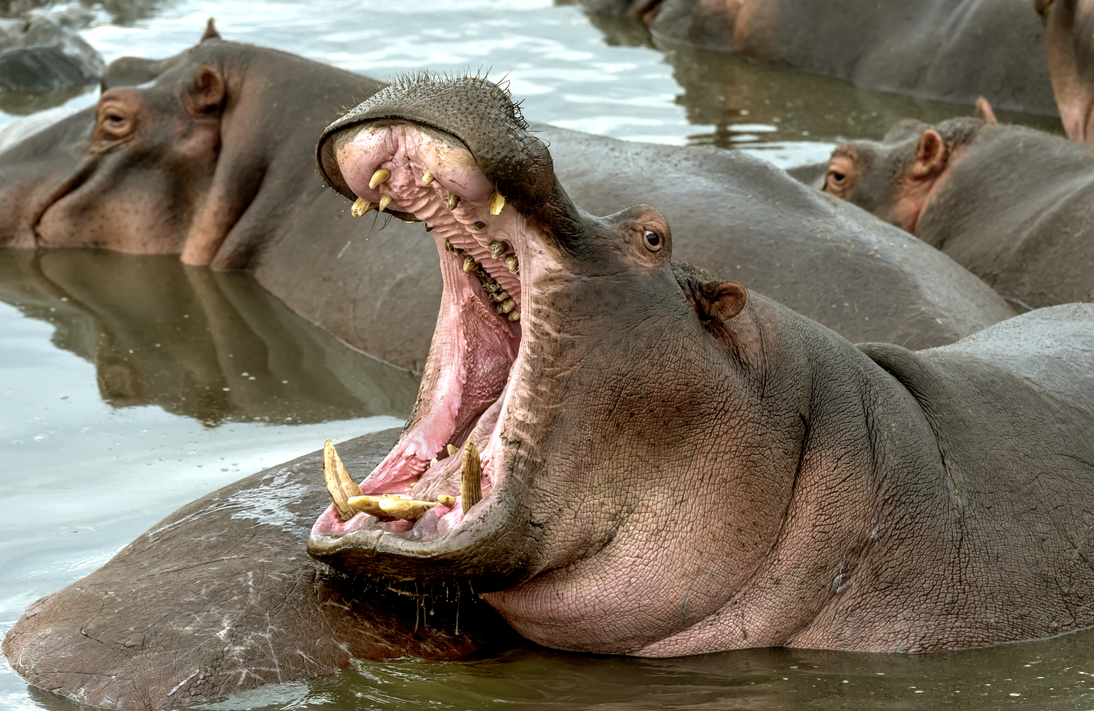 Tanzania 2016 - Hippo