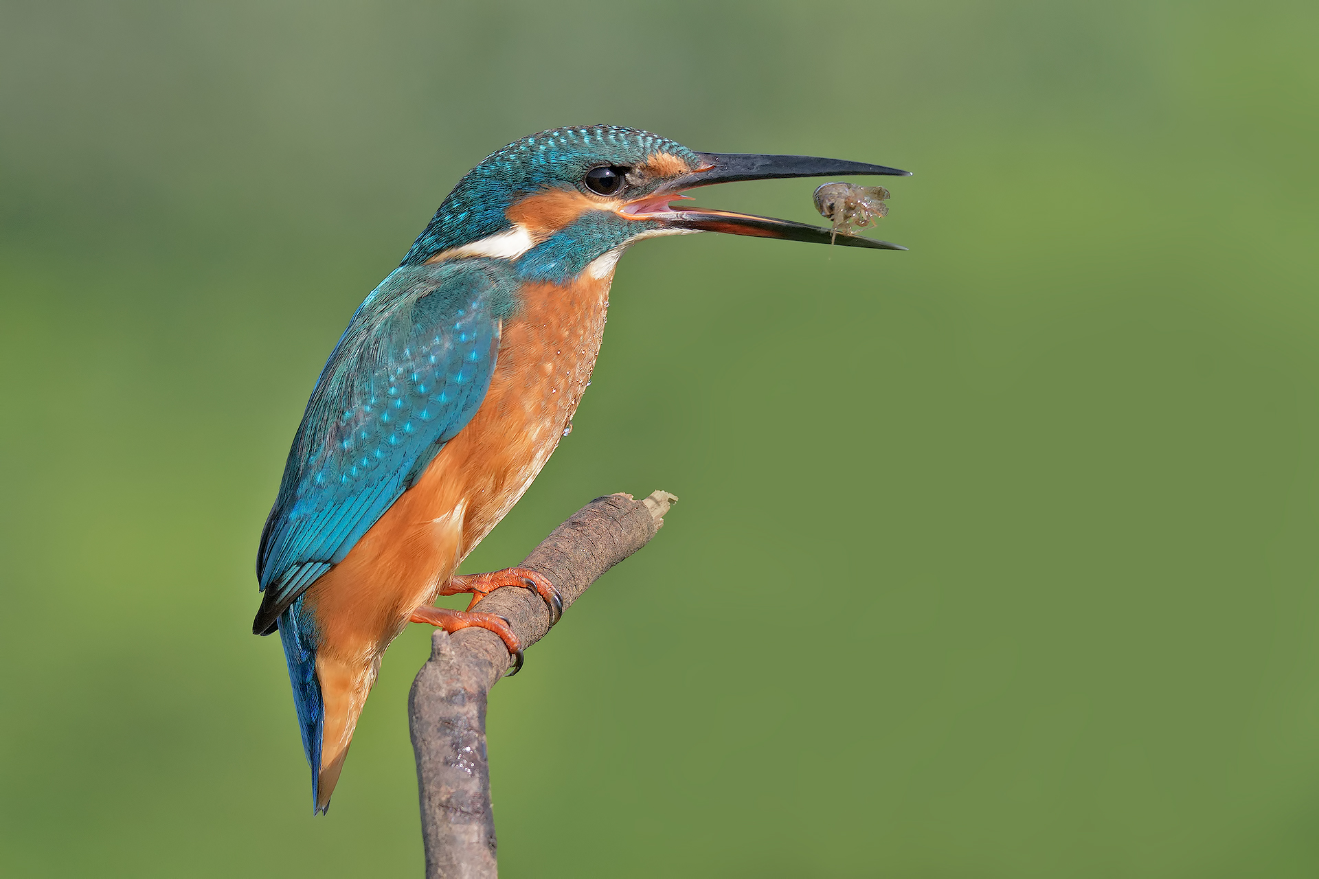 Launch of the Gambero!