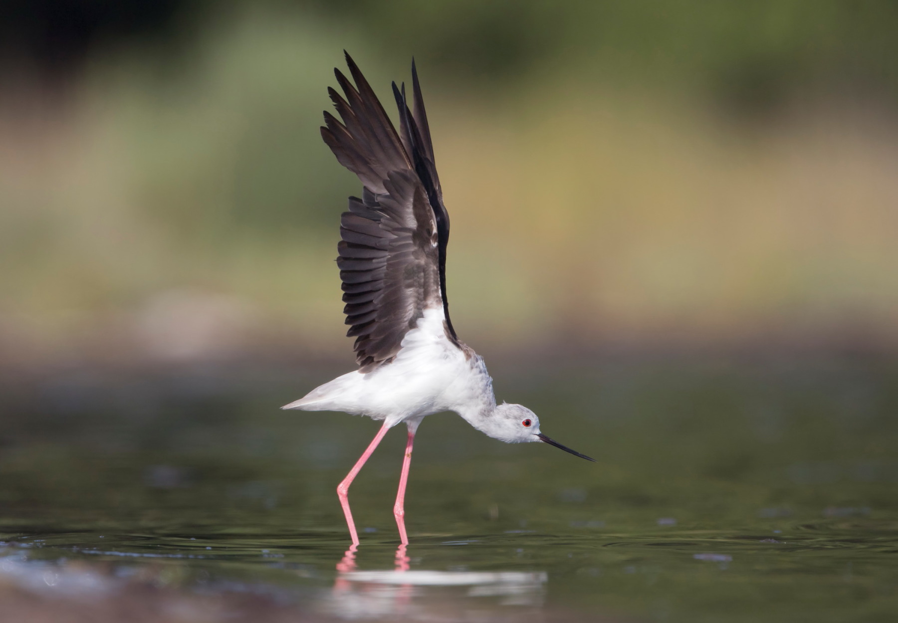 young knight dìItalia