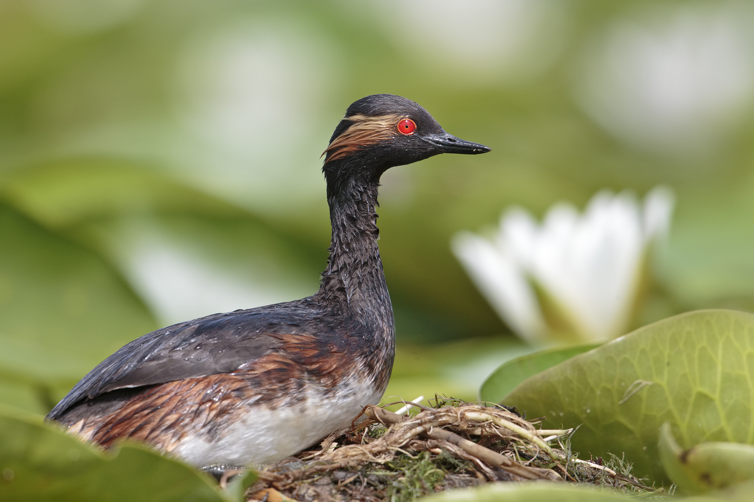 Grebe less