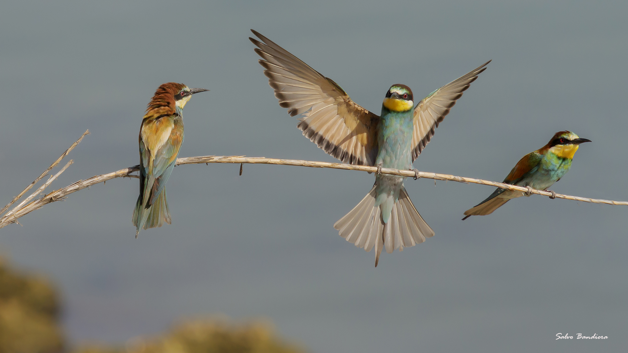 Trio di Gruccioni...