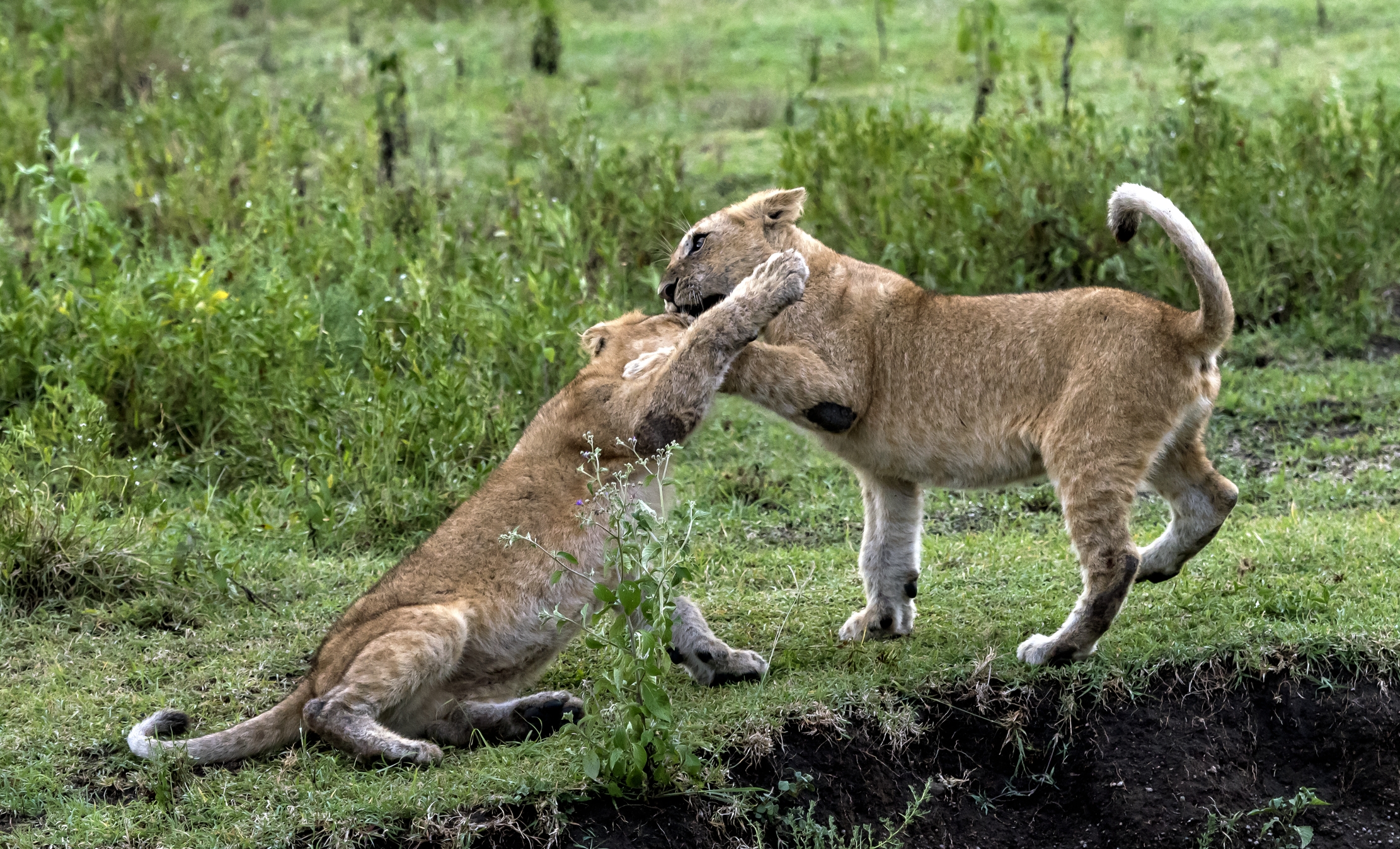 Tanzania 2016 - Giochi