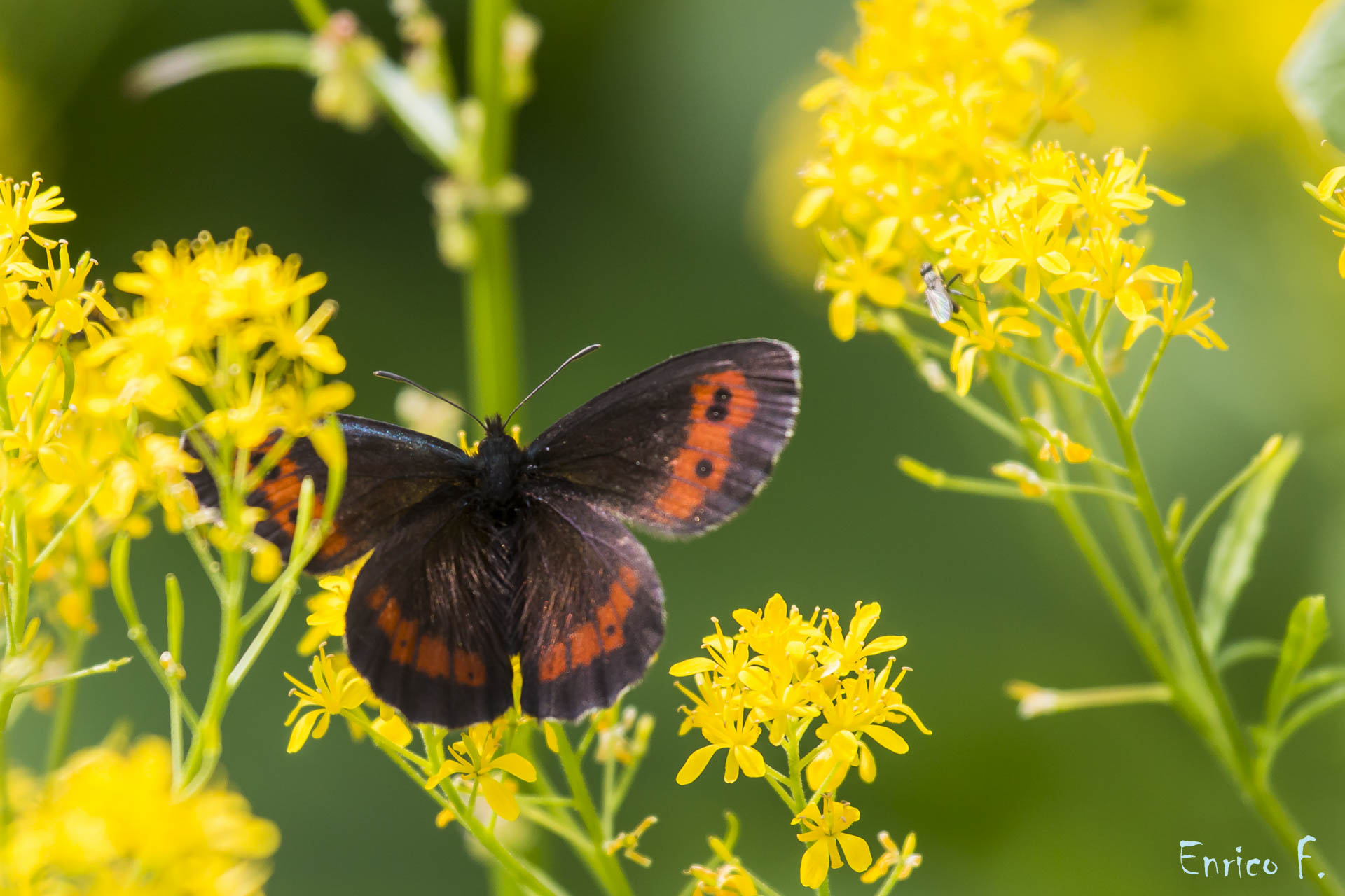 Erebia euryale