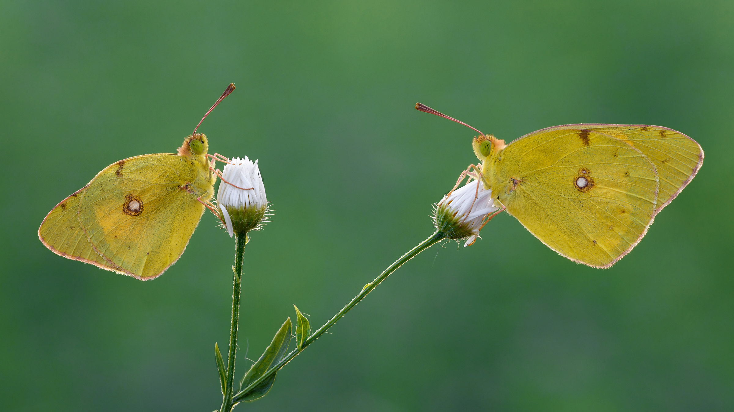Colias crocea