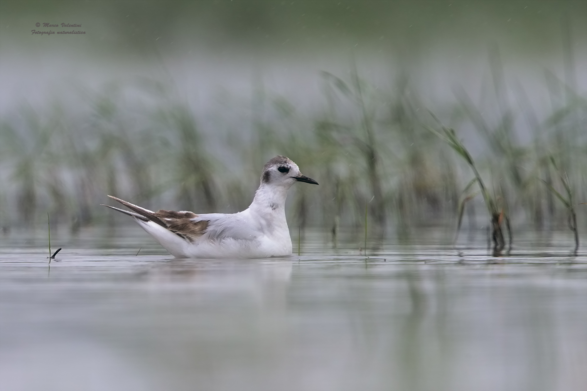 Gull in the rain