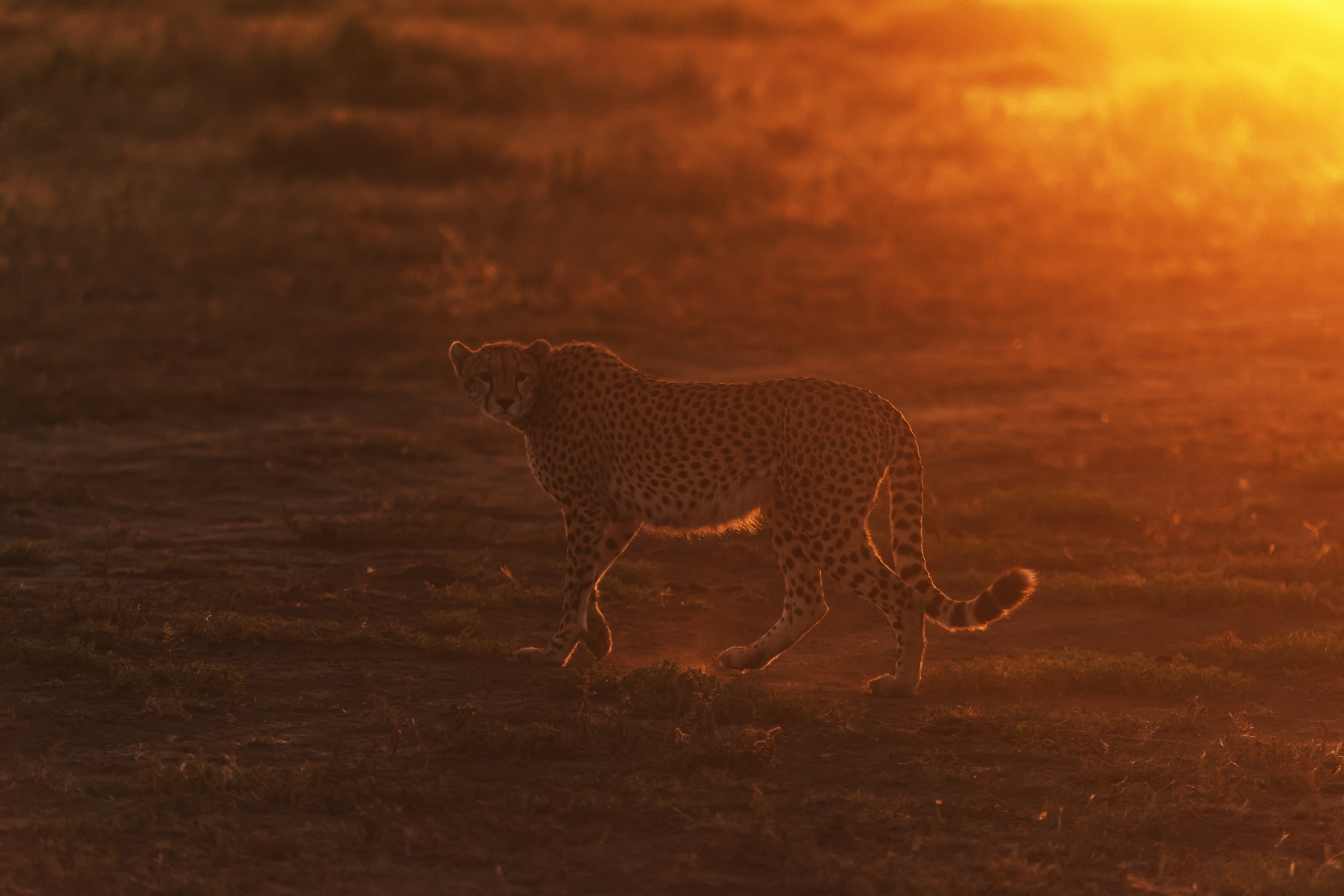 Tanzania 2016 - All'alba