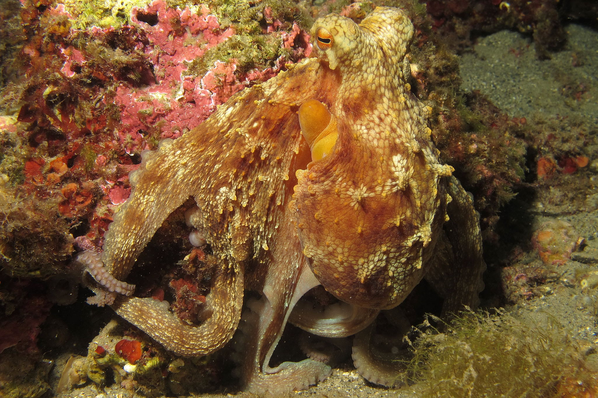 octopus
