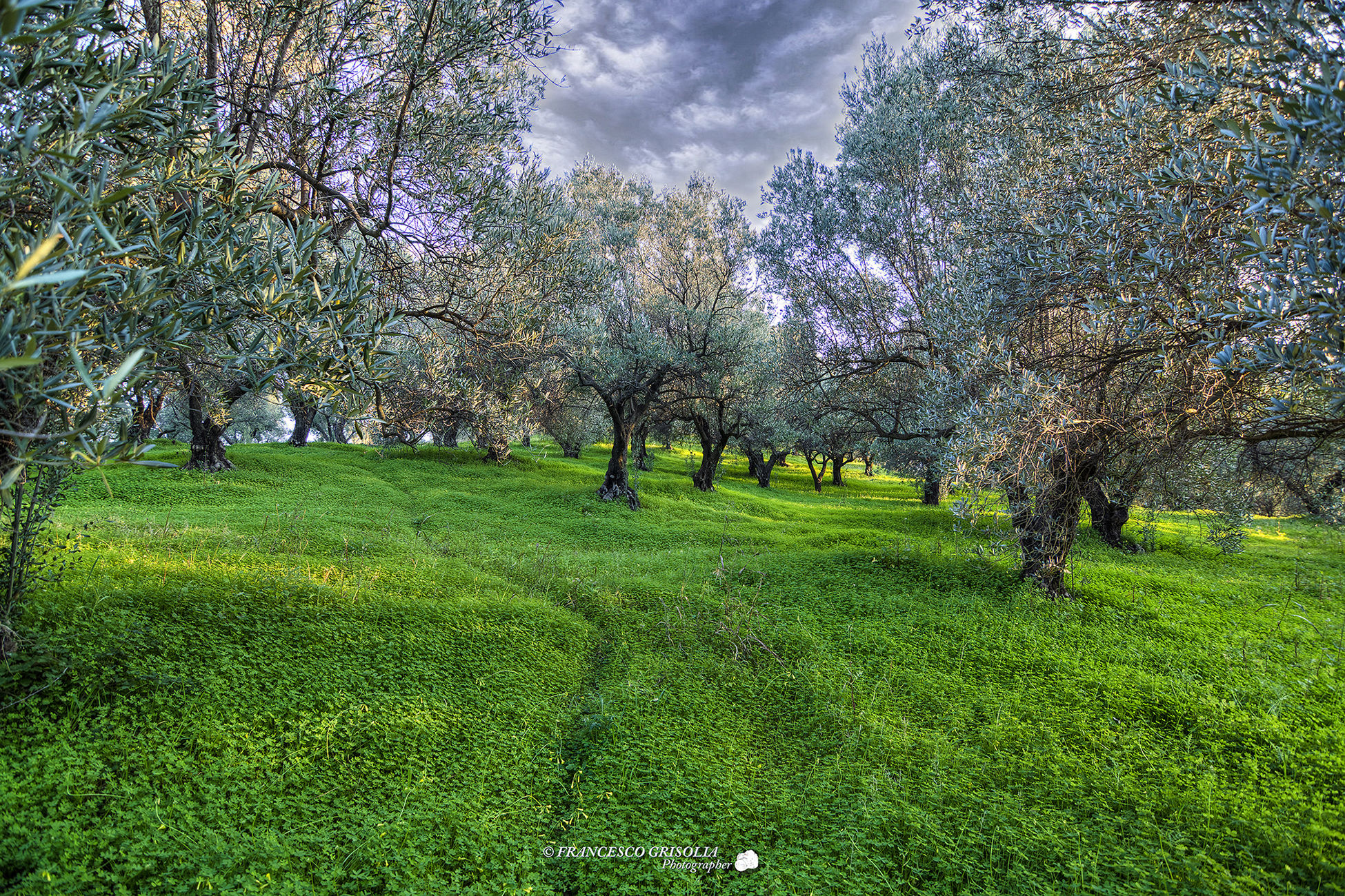 Tracce tra gli Ulivi