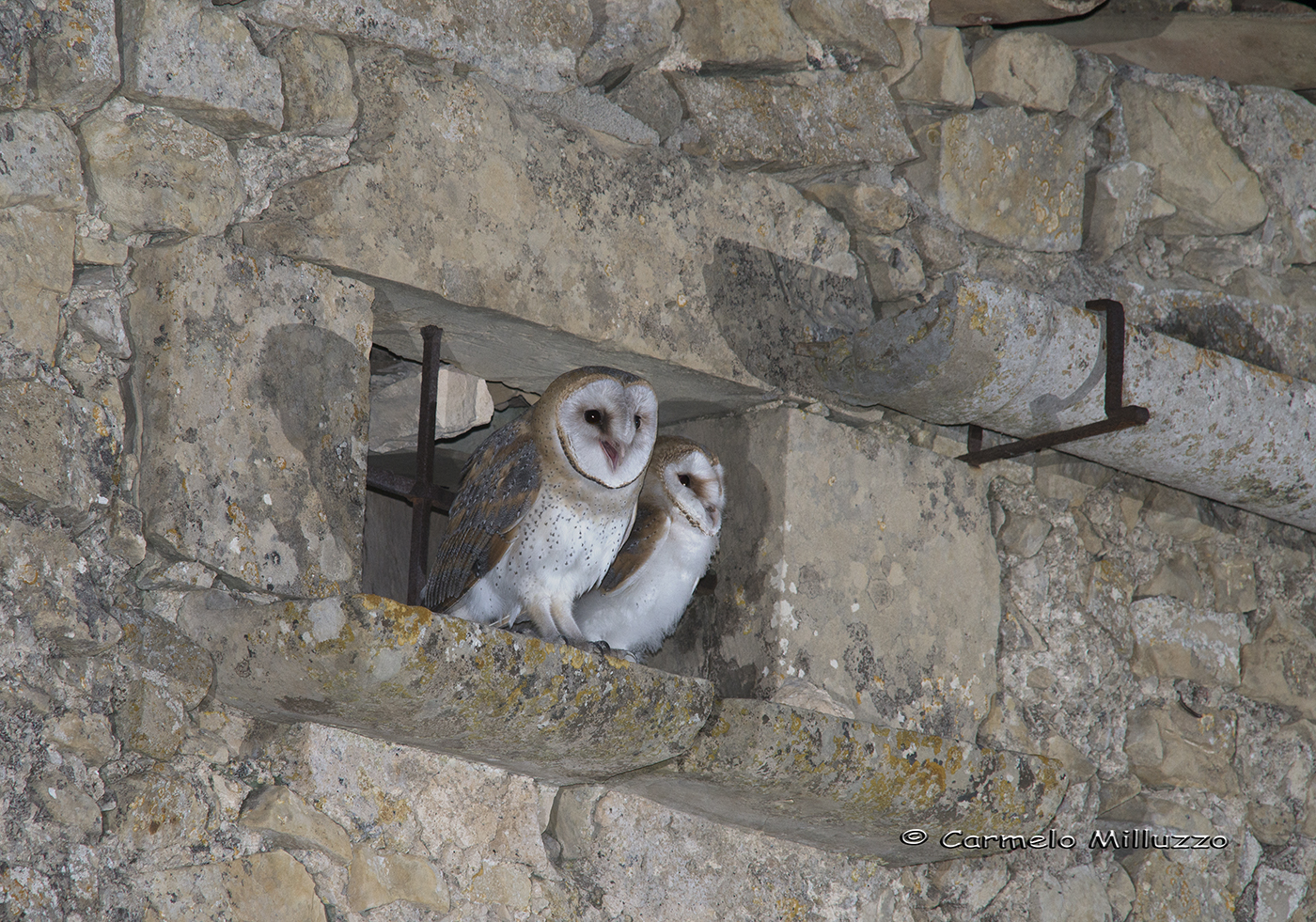 Tyto alba
