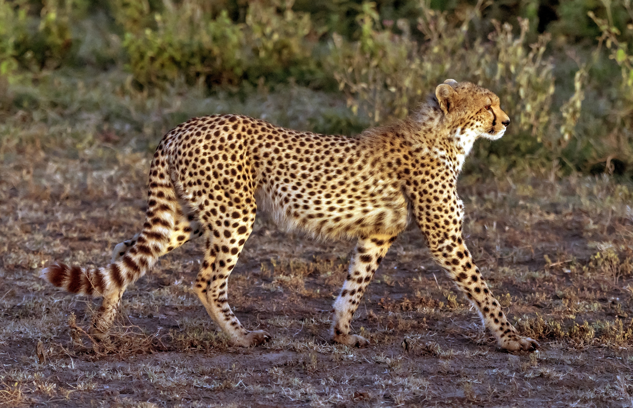 Tanzania 2016 - Cheetah