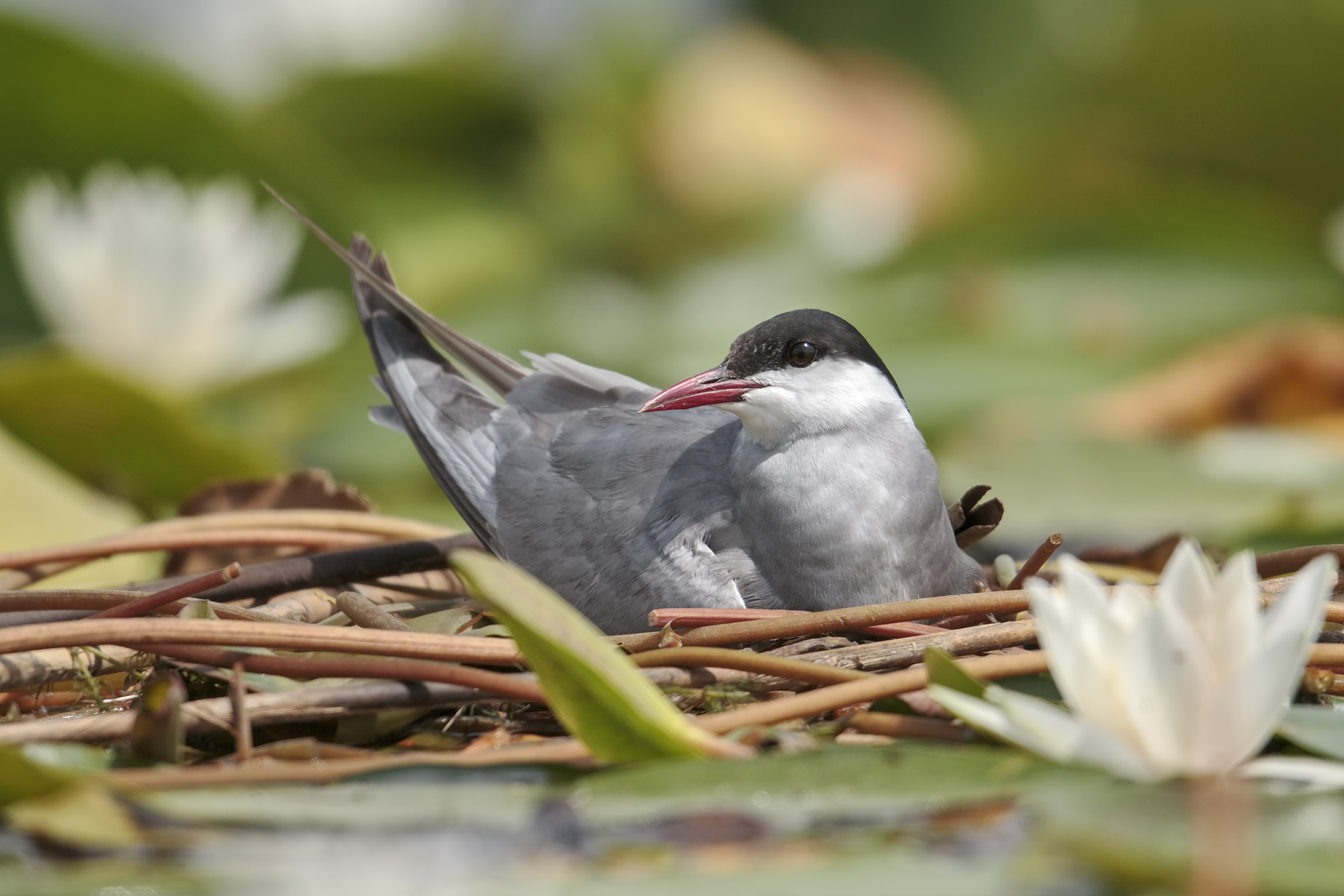 ... Tern among the water lilies