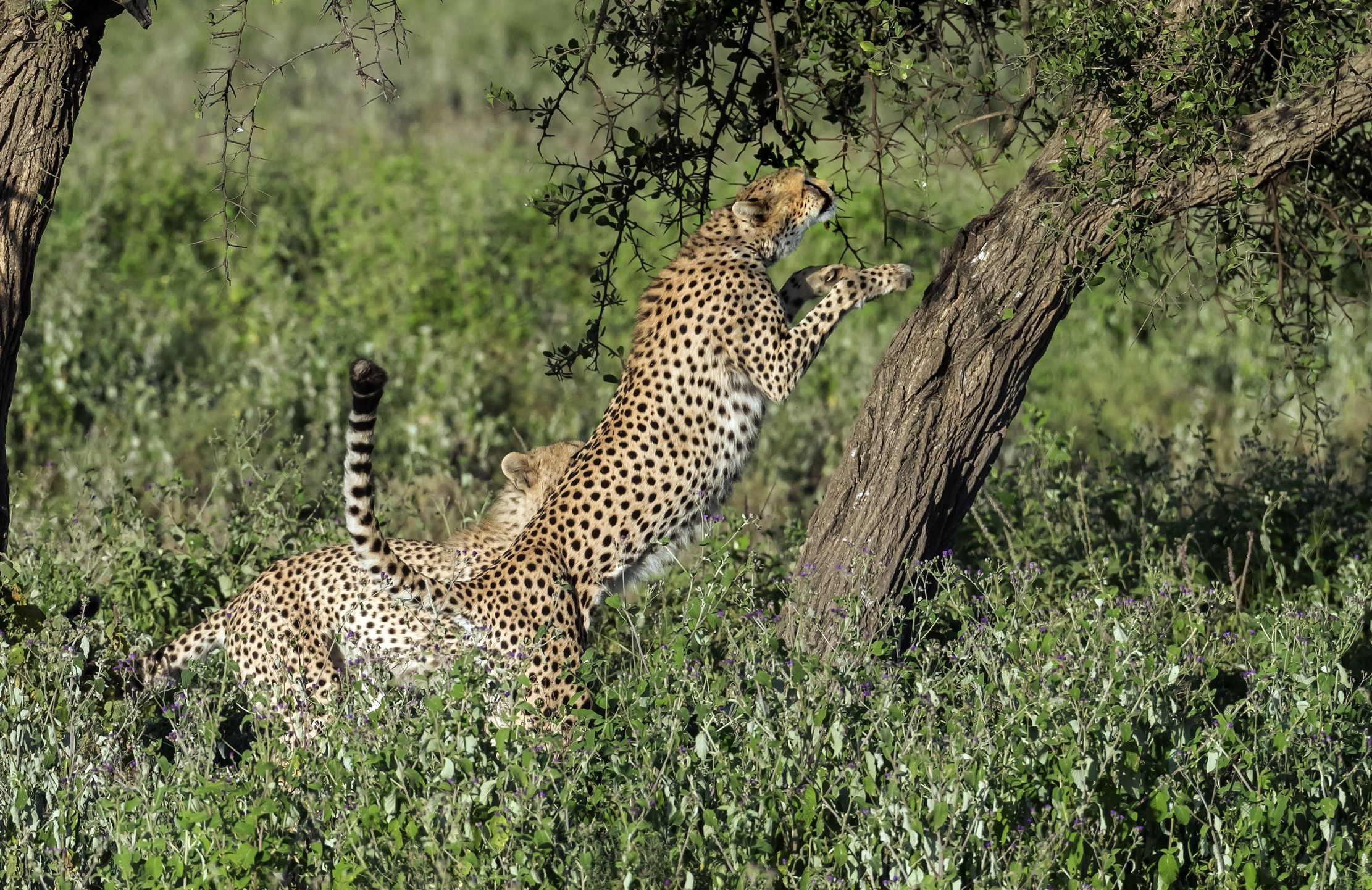 Tanzania 2016 - Cheetahs
