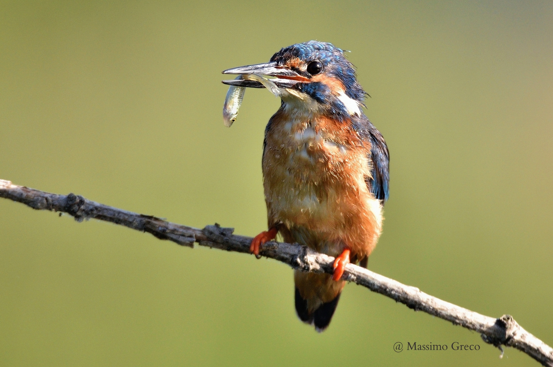 Martino a colazione
