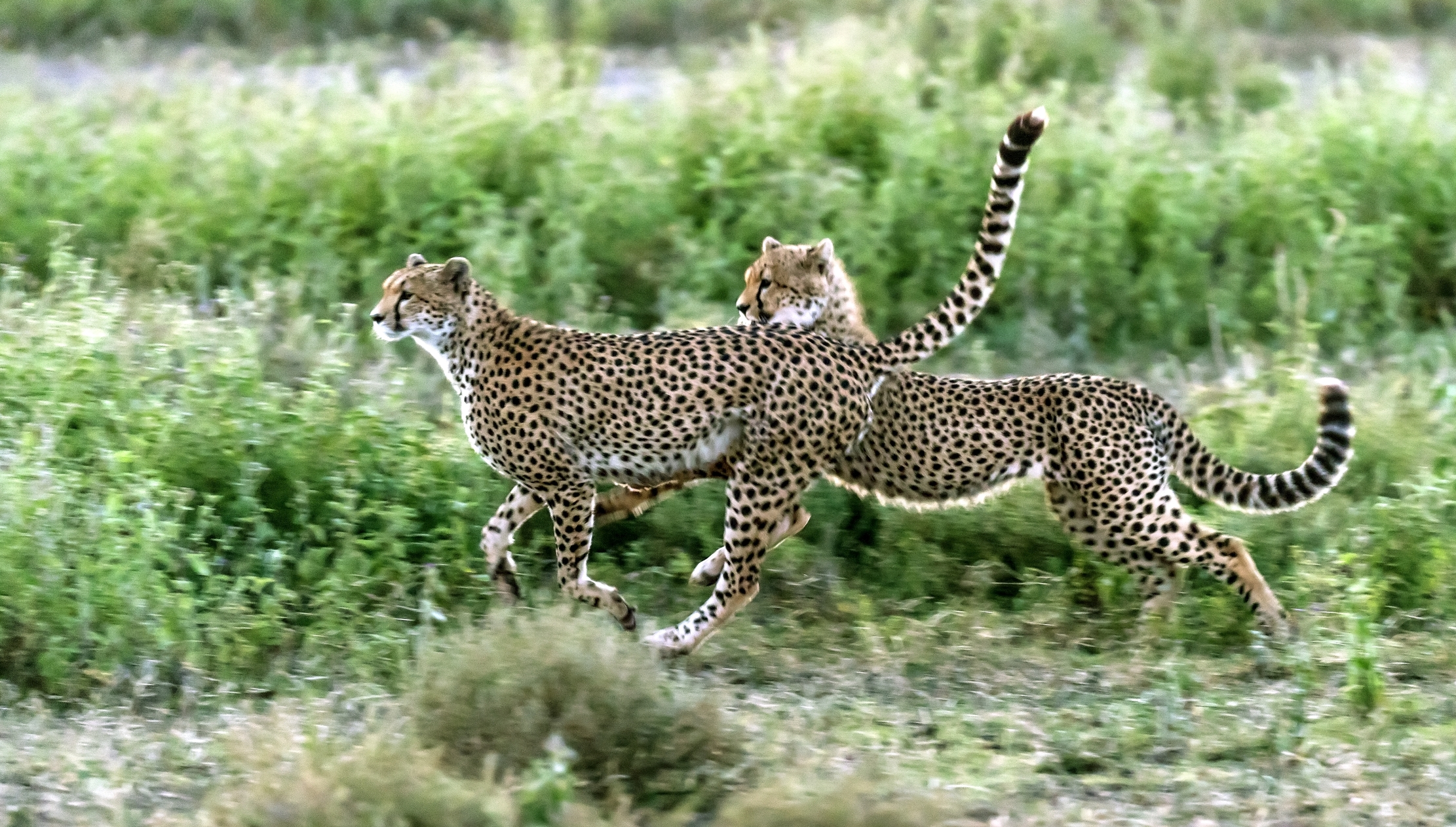 Tanzania 2016 - Cheetahs