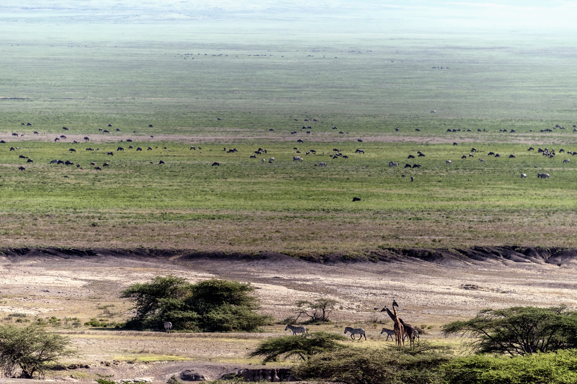 Tanzania 2016 - Ngorongoro Conservation Area
