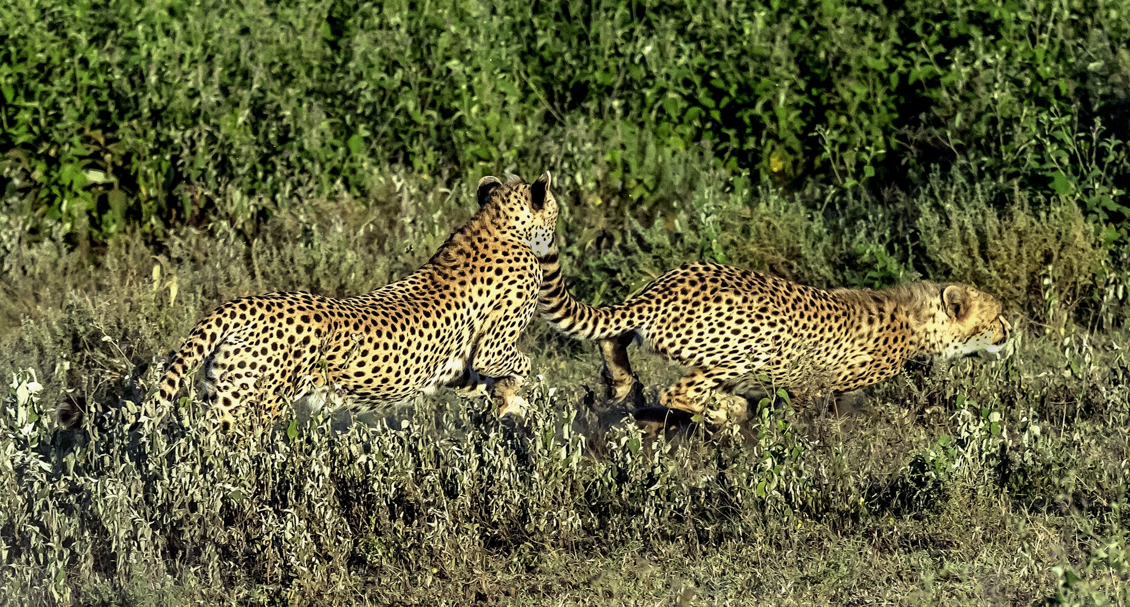 Tanzania 2016 - Cheetahs