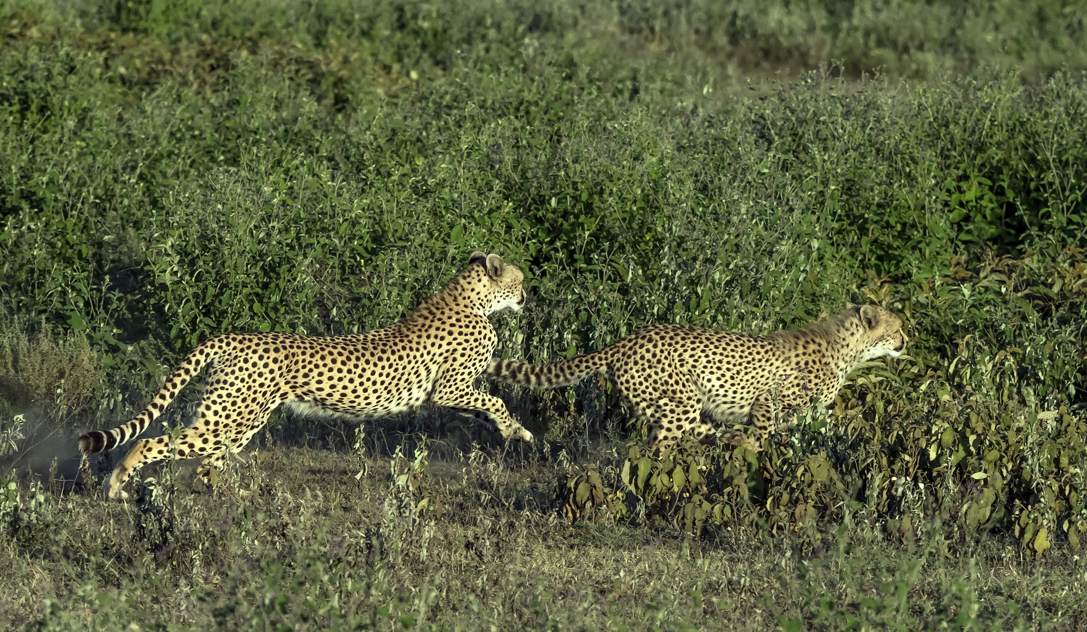 Tanzania 2016 - Cheetahs