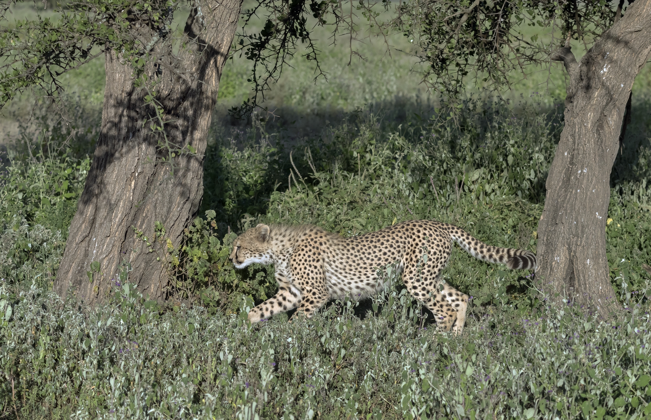 Tanzania 2016 - Cheetah