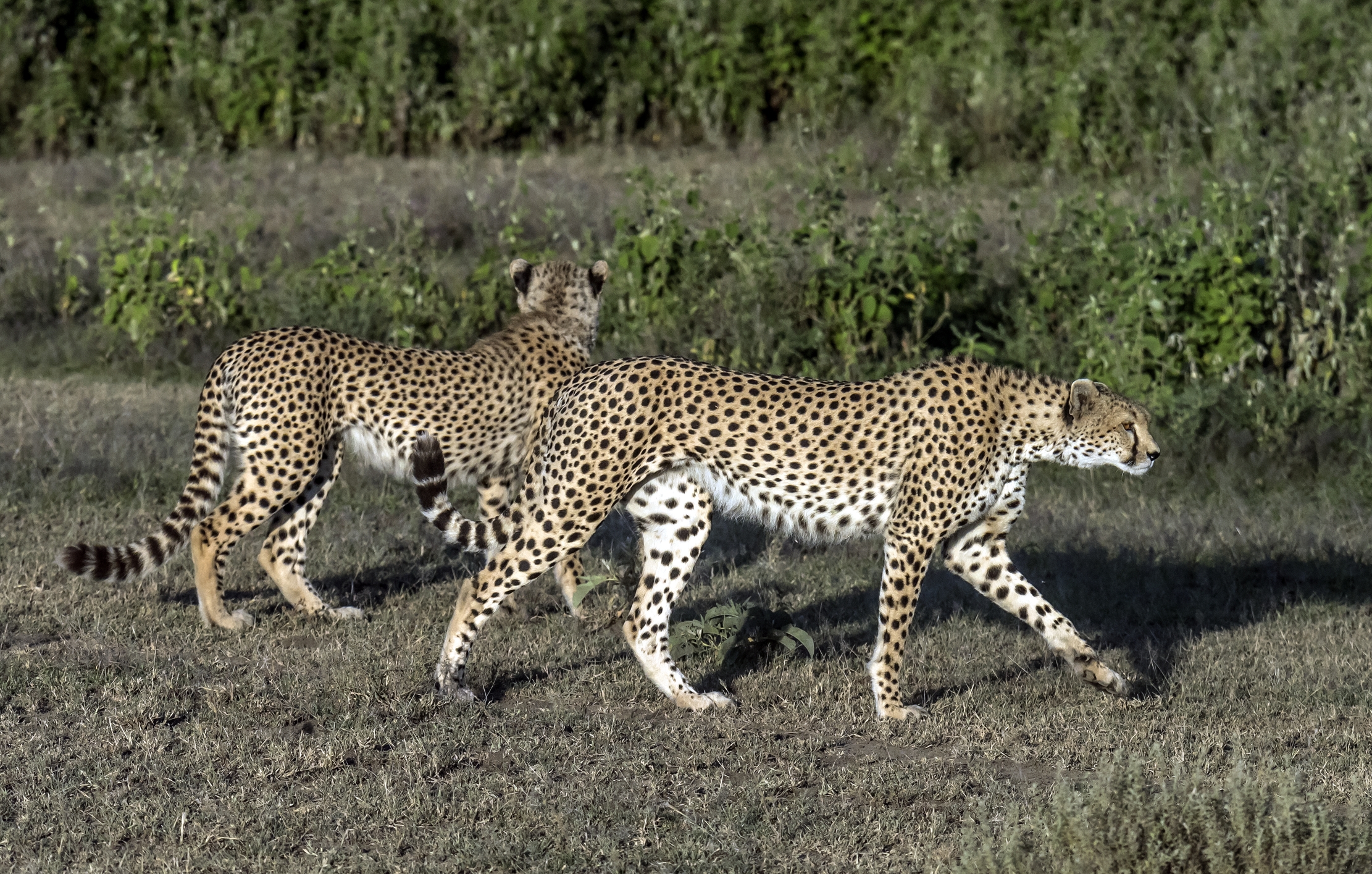 Tanzania 2016 - Brothers