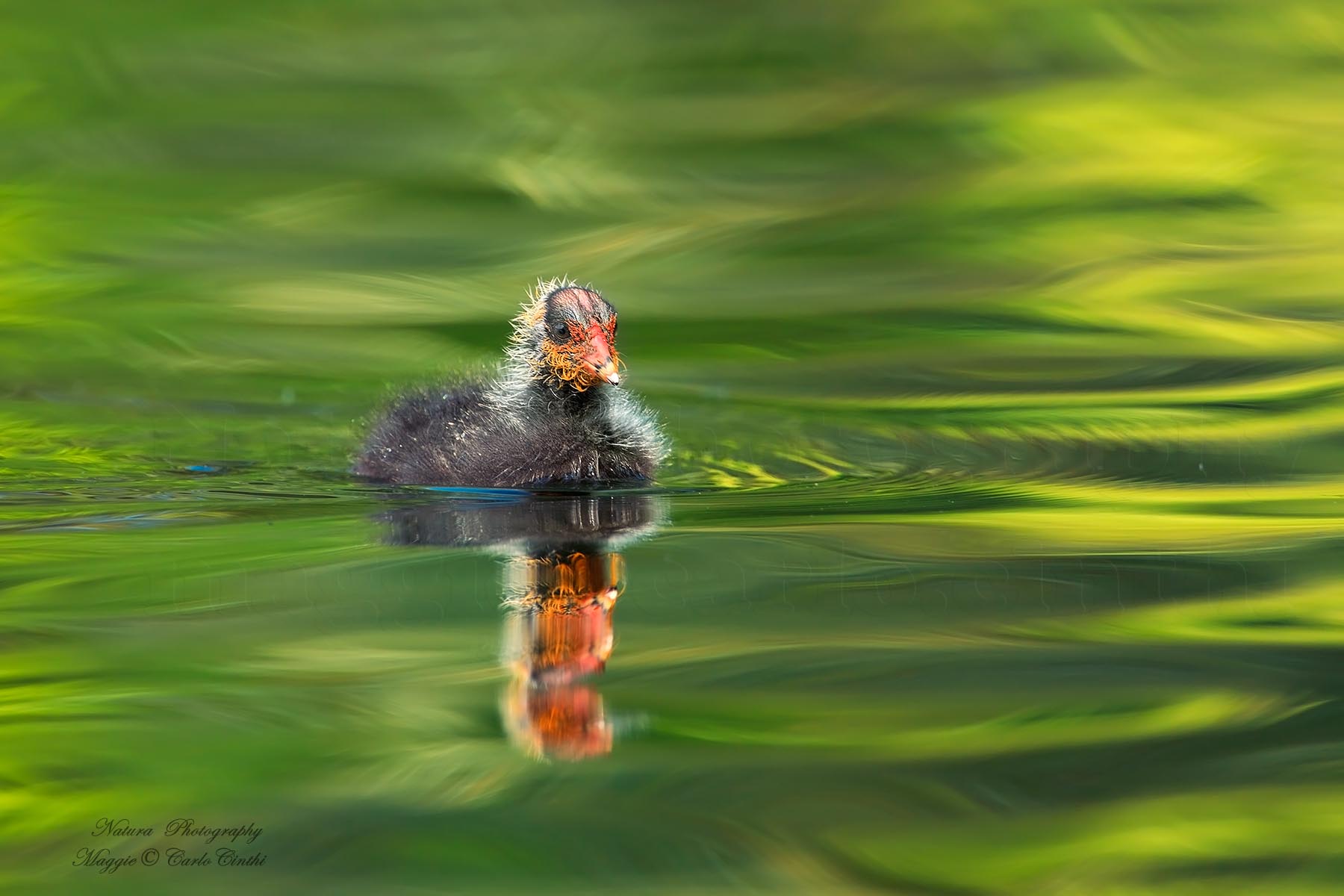 Little Coot