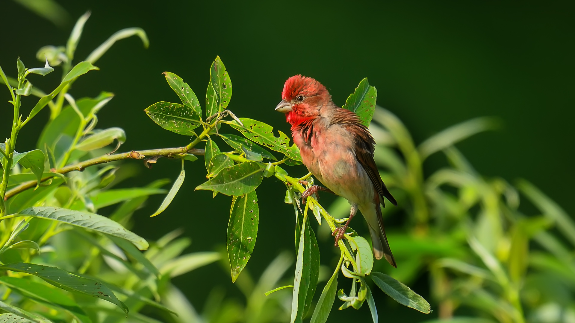 Carpodacus erythrinus » Common Rosefinch