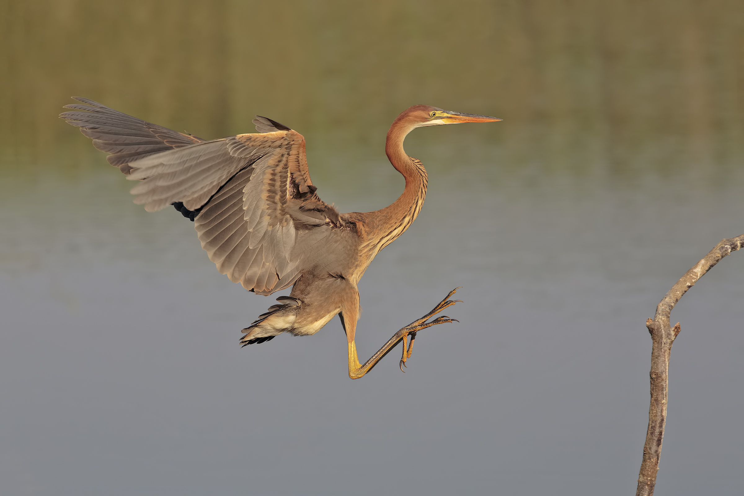Purple Heron