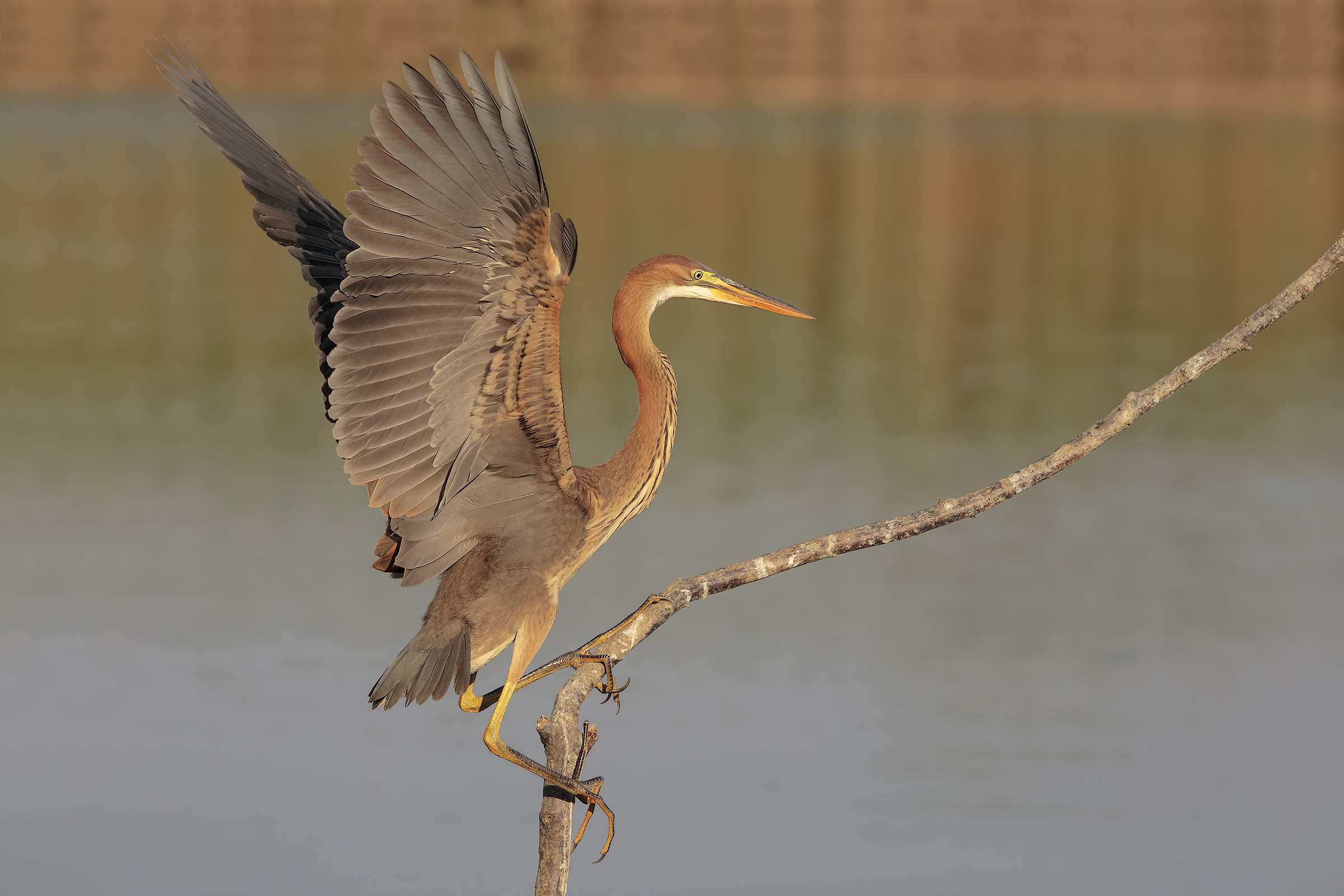 Purple Heron