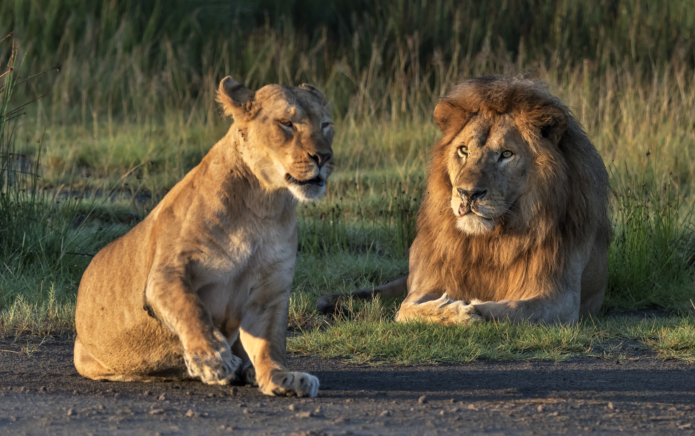 Tanzania 2016 - Coppia