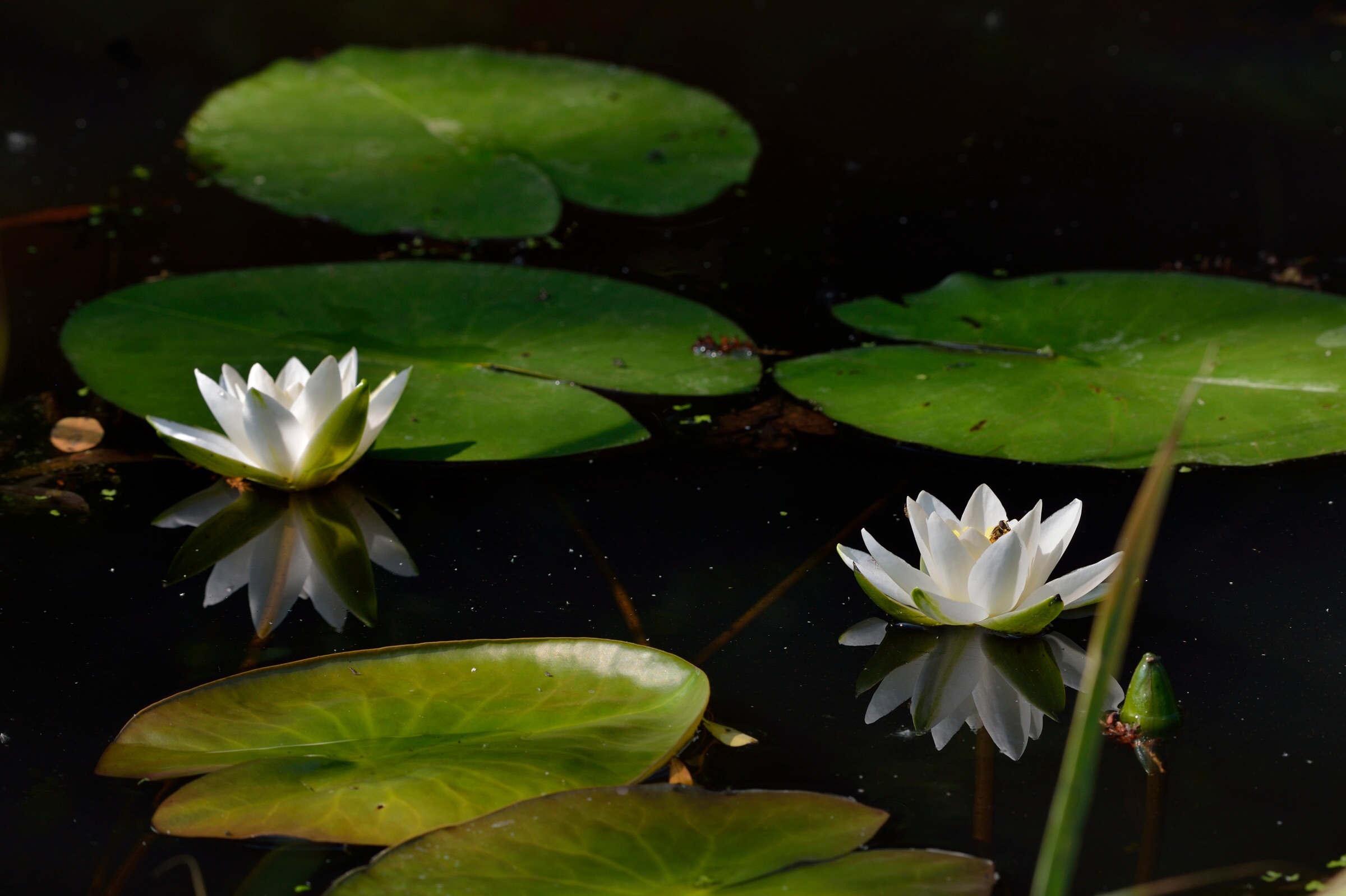 Waterlilies and reflections ....