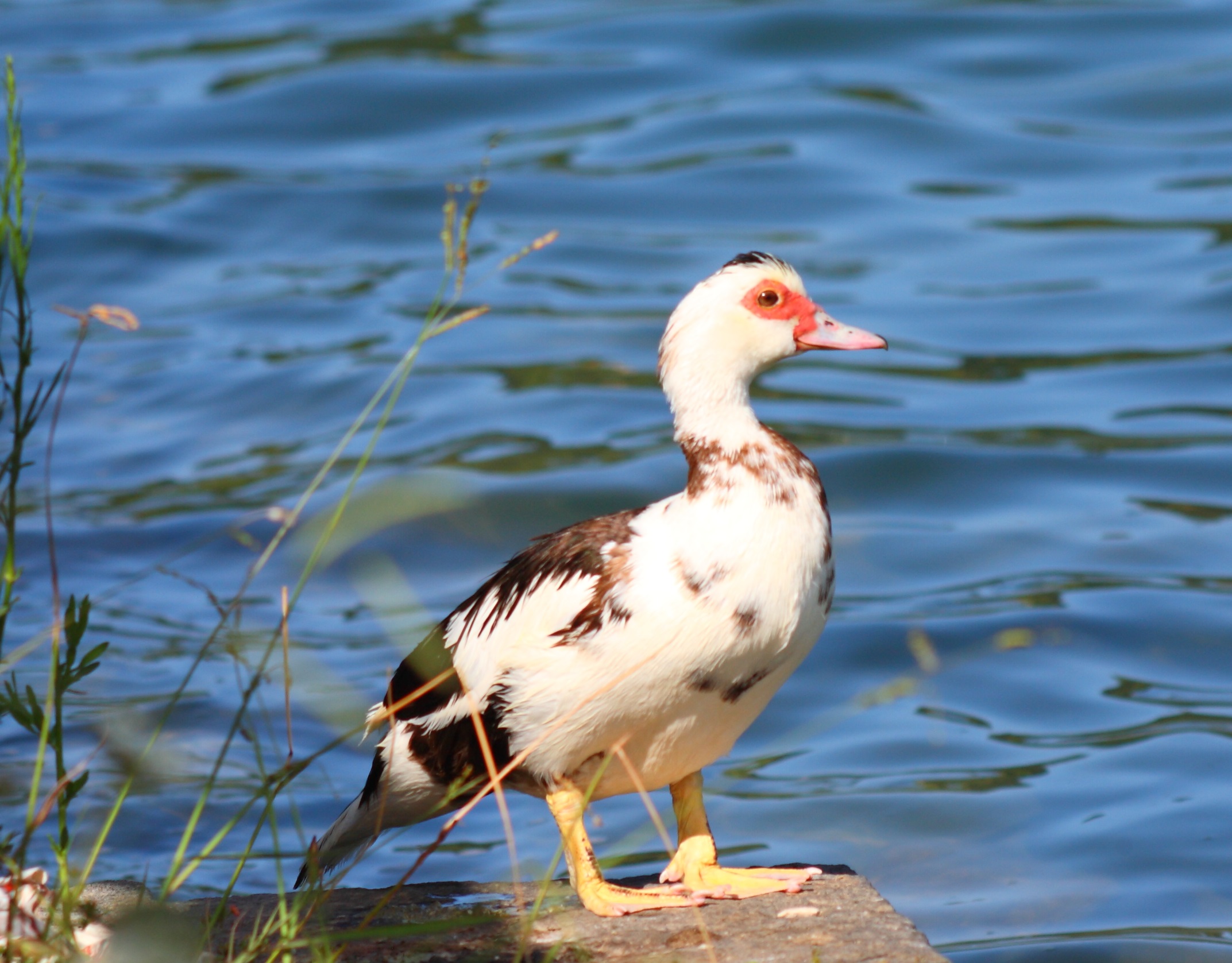 la papera dell'Averno 3