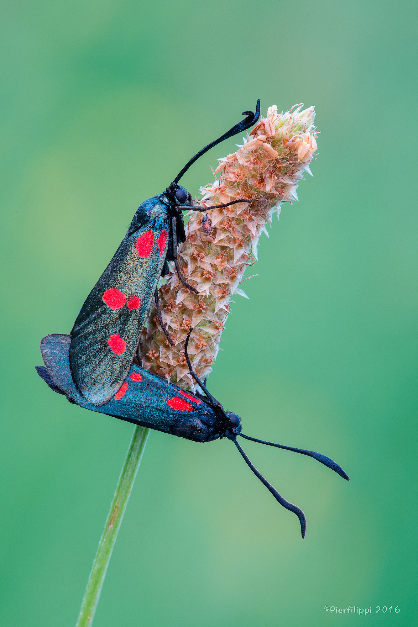 Zygaena  Filupendolae